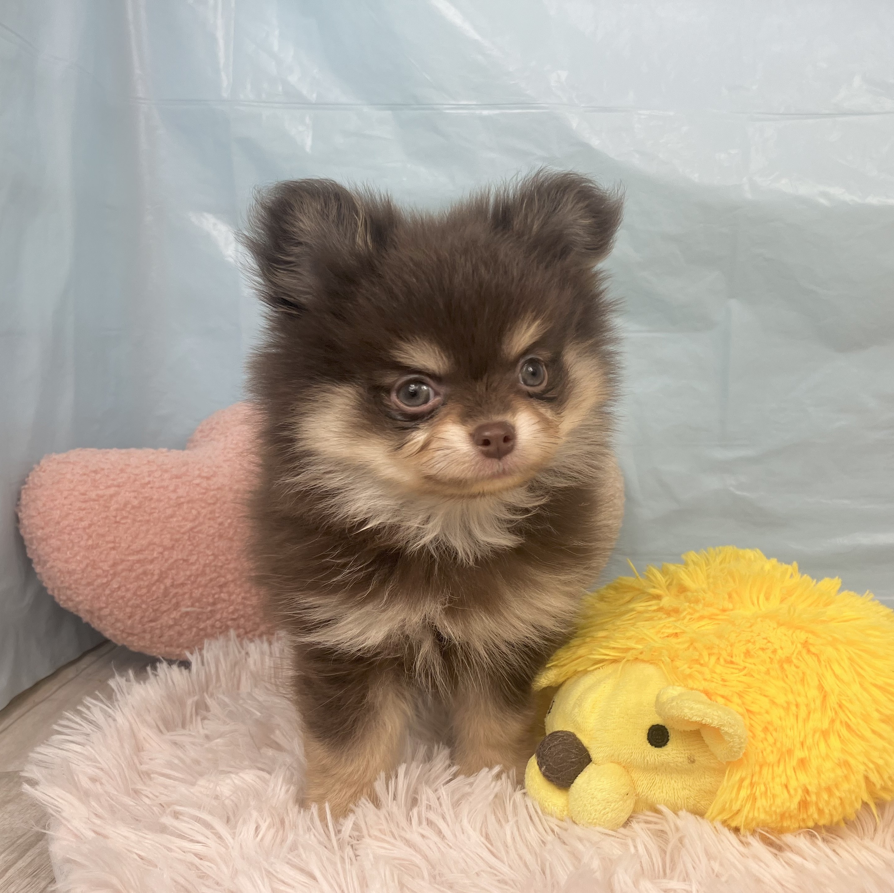 兵庫県のポメチワ/チワポメ/ポメチー(ポメラニアン×チワワ) (犬の家＆猫の里川西店/2025年9月14日生まれ/男の子/チョコレートタン)の子犬の3枚目の画像