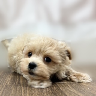 兵庫県のマルプー(マルチーズ×プードル) (犬の家＆猫の里カナート西神戸店/2025年9月12日生まれ/男の子/クリーム)の子犬の3枚目の画像