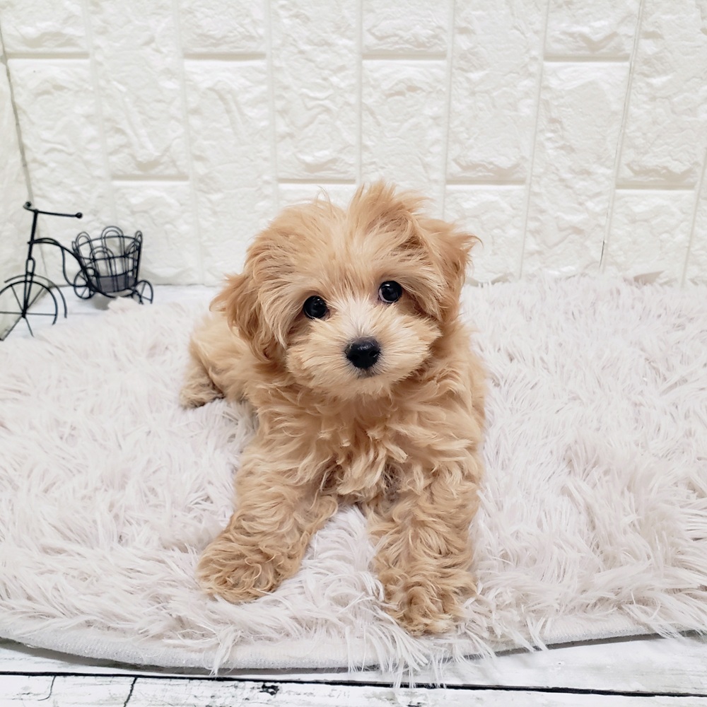 岡山県のマルプー(マルチーズ×プードル) (犬の家＆猫の里岡山店/2025年9月8日生まれ/女の子/クリーム)の子犬の1枚目の画像