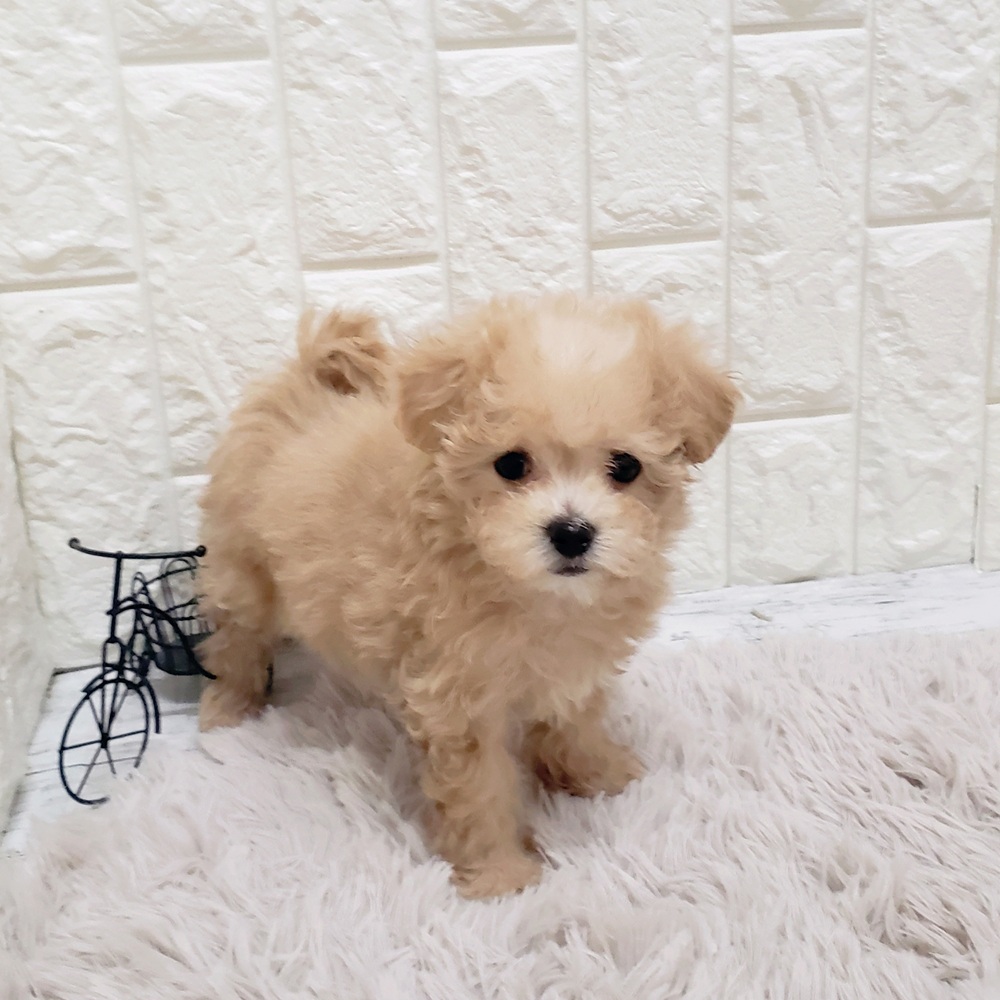 岡山県のマルプー(マルチーズ×プードル) (犬の家＆猫の里岡山店/2025年9月14日生まれ/女の子/クリーム)の子犬の3枚目の画像