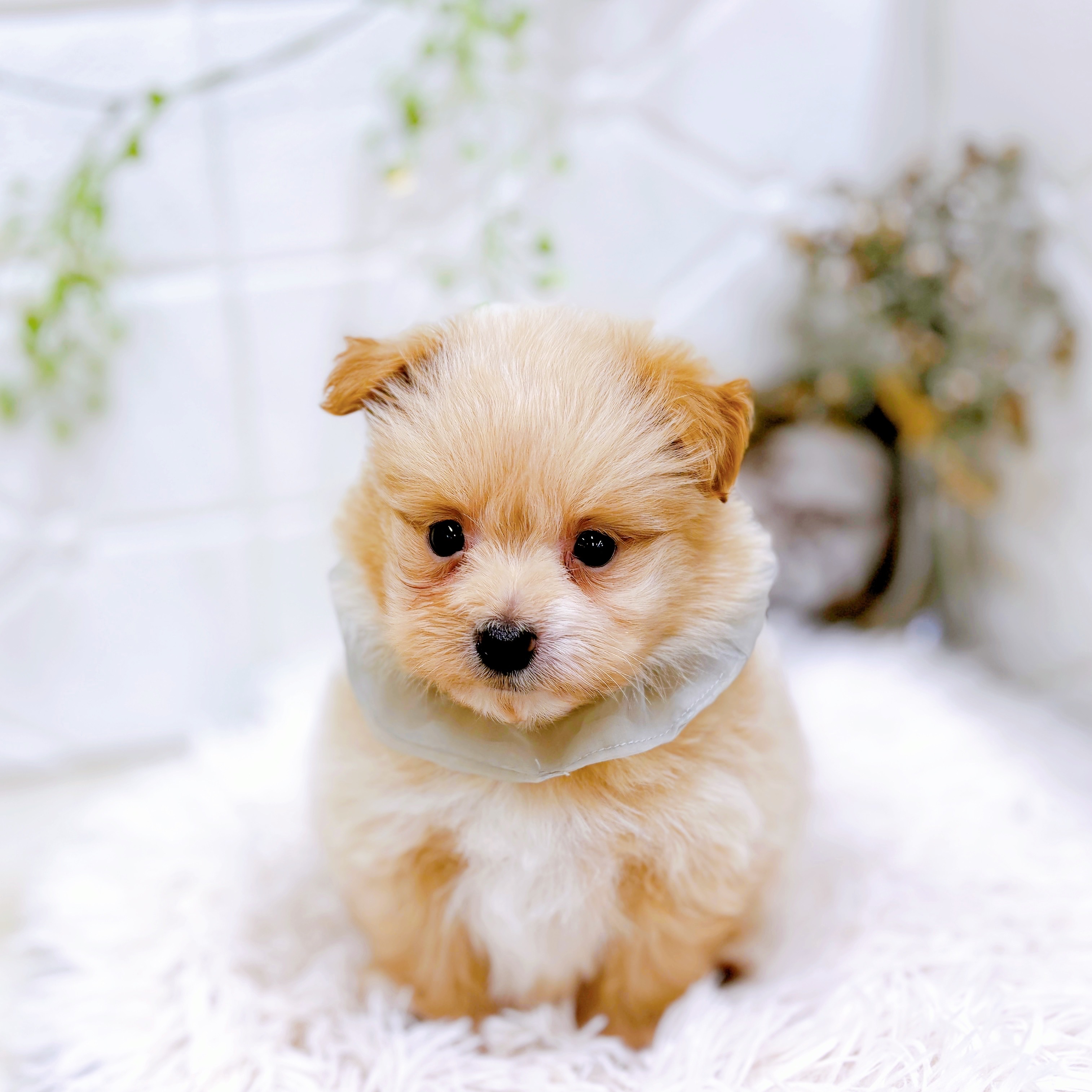 福井県のポメプー(ポメラニアン×プードル) (犬の家＆猫の里アミーゴ福井店/2025年9月8日生まれ/男の子/クリーム)の子犬の3枚目の画像