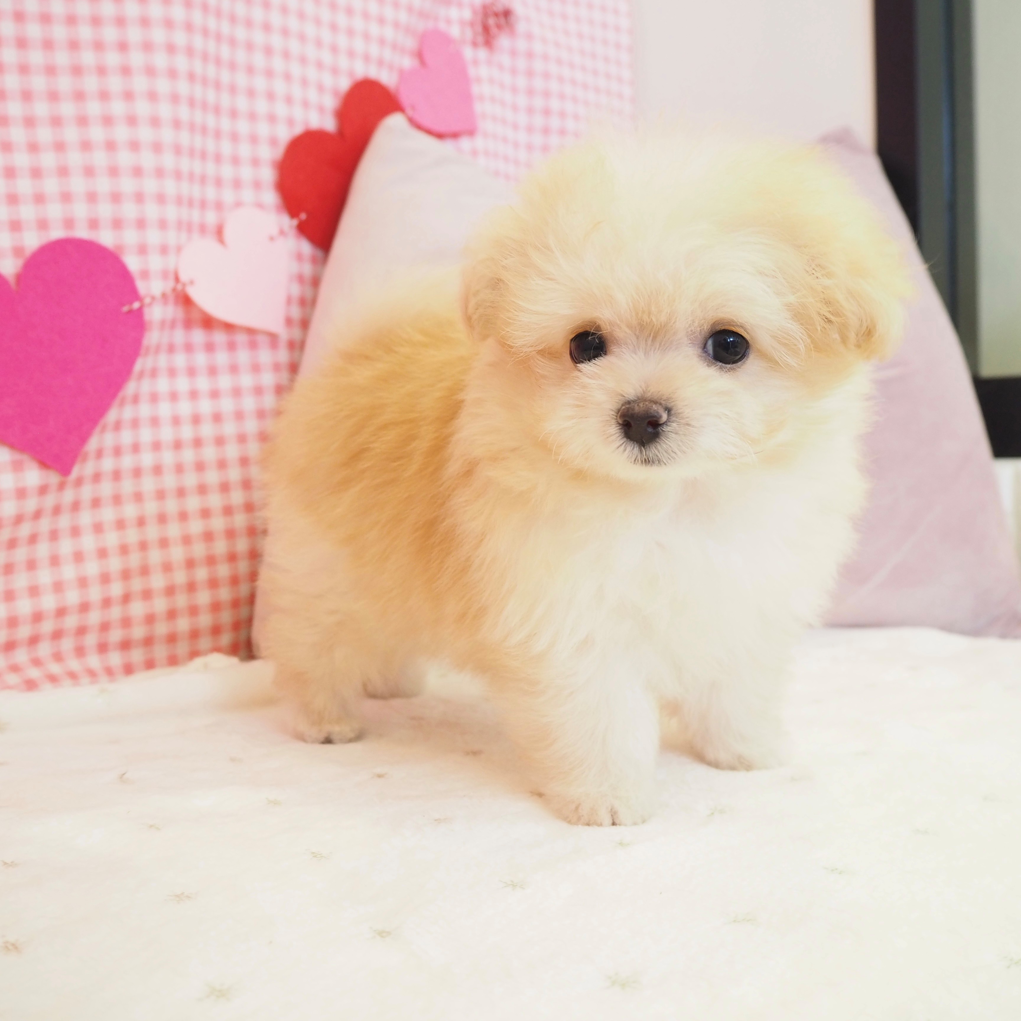 大阪府のポメプー(ポメラニアン×プードル) (犬の家＆猫の里もりのみやキューズモールBASE店/2025年9月11日生まれ/男の子/オレンジフォーン)の子犬の3枚目の画像