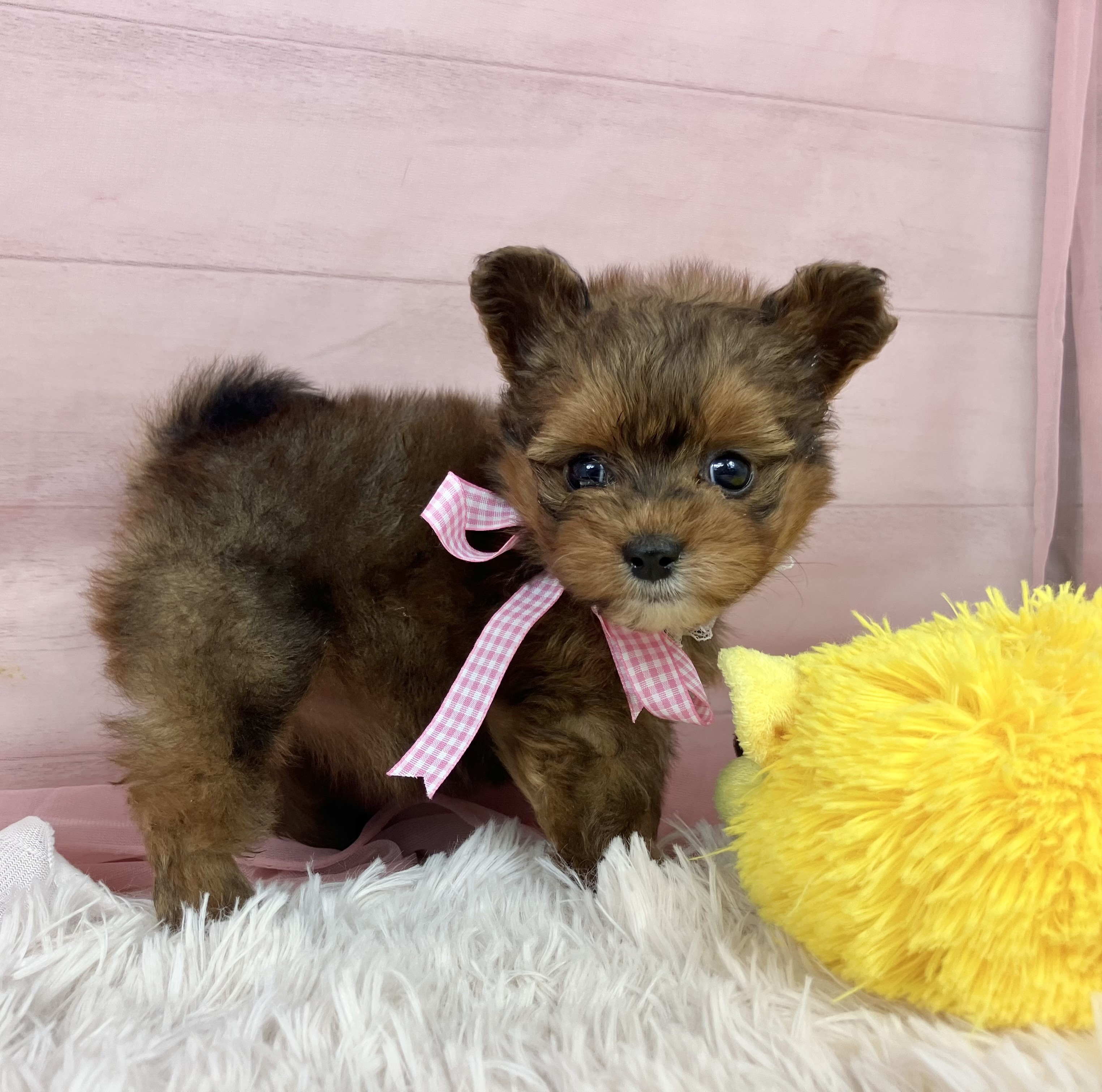 兵庫県のポメプー(ポメラニアン×プードル) (犬の家＆猫の里川西店/2025年9月12日生まれ/女の子/オレンジ)の子犬の3枚目の画像