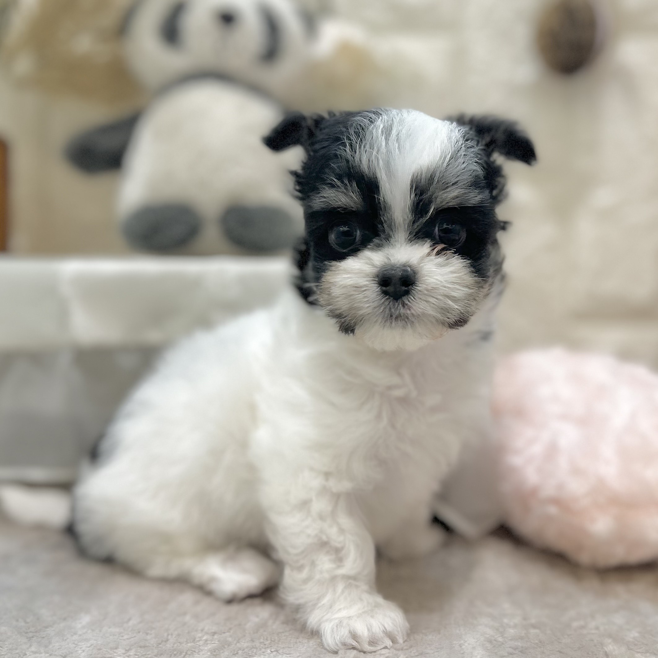 岡山県のチワマル/マルチワ(チワワ×マルチーズ) (犬の家＆猫の里倉敷店/2025年9月11日生まれ/男の子/ホワイトブラック)の子犬の3枚目の画像