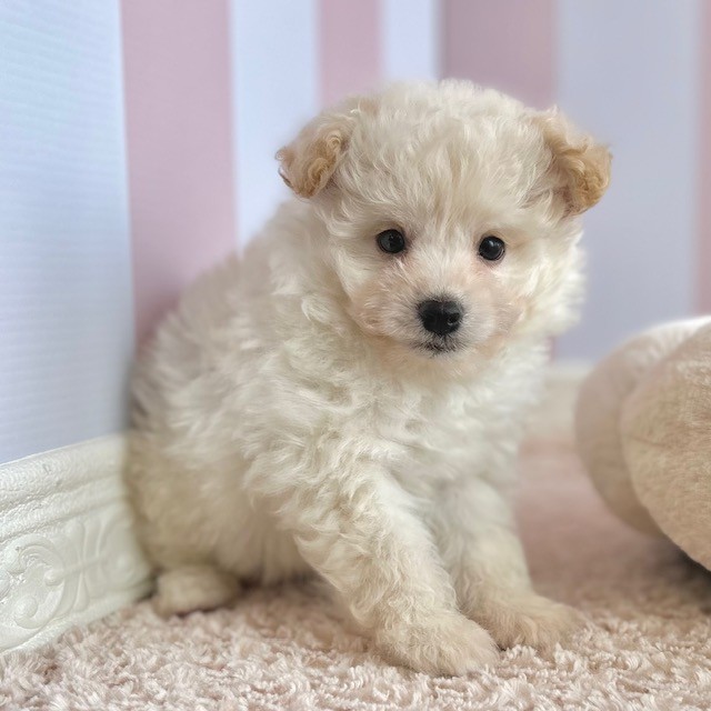 岡山県のポメビション(ポメラニアン×ビションフリーゼ) (犬の家＆猫の里倉敷中庄店/2025年9月13日生まれ/男の子/クリーム)の子犬の3枚目の画像