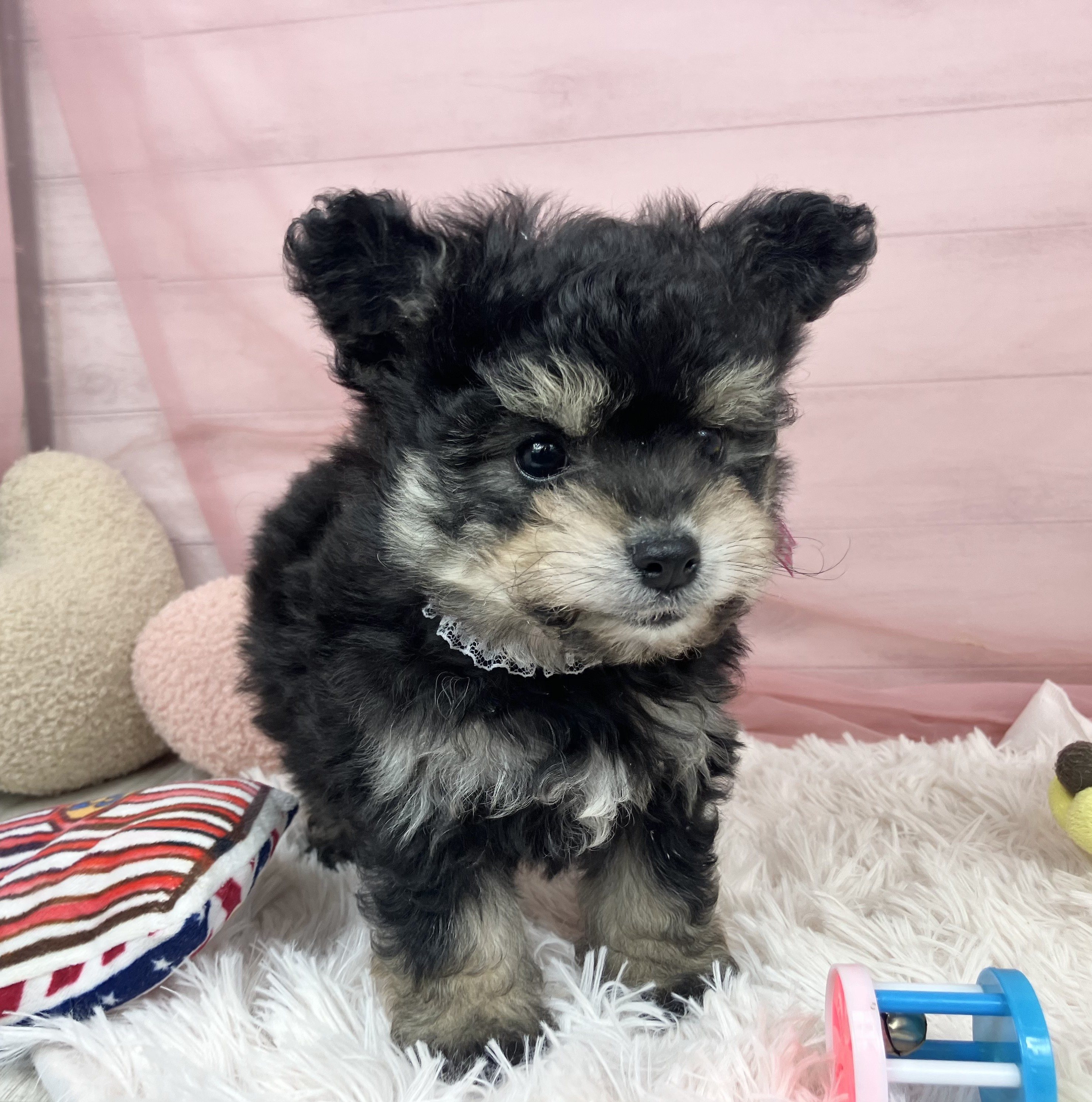 兵庫県のポメビション(ポメラニアン×ビションフリーゼ) (犬の家＆猫の里川西店/2025年9月13日生まれ/女の子/ブラックタン)の子犬の3枚目の画像