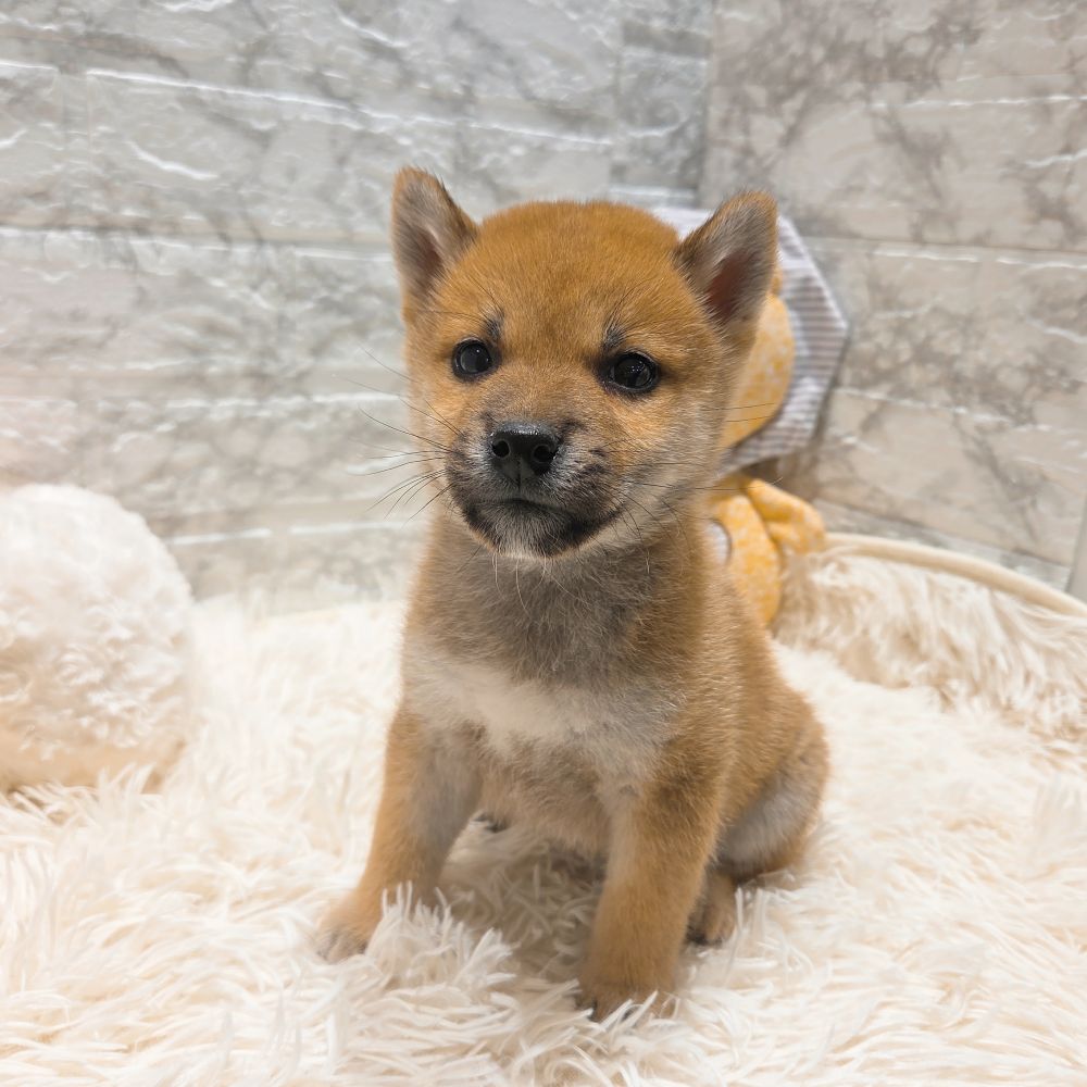 愛知県の柴犬(標準サイズ) (犬の家＆猫の里MiO香久山店/2025年9月13日生まれ/男の子/赤)の子犬の3枚目の画像