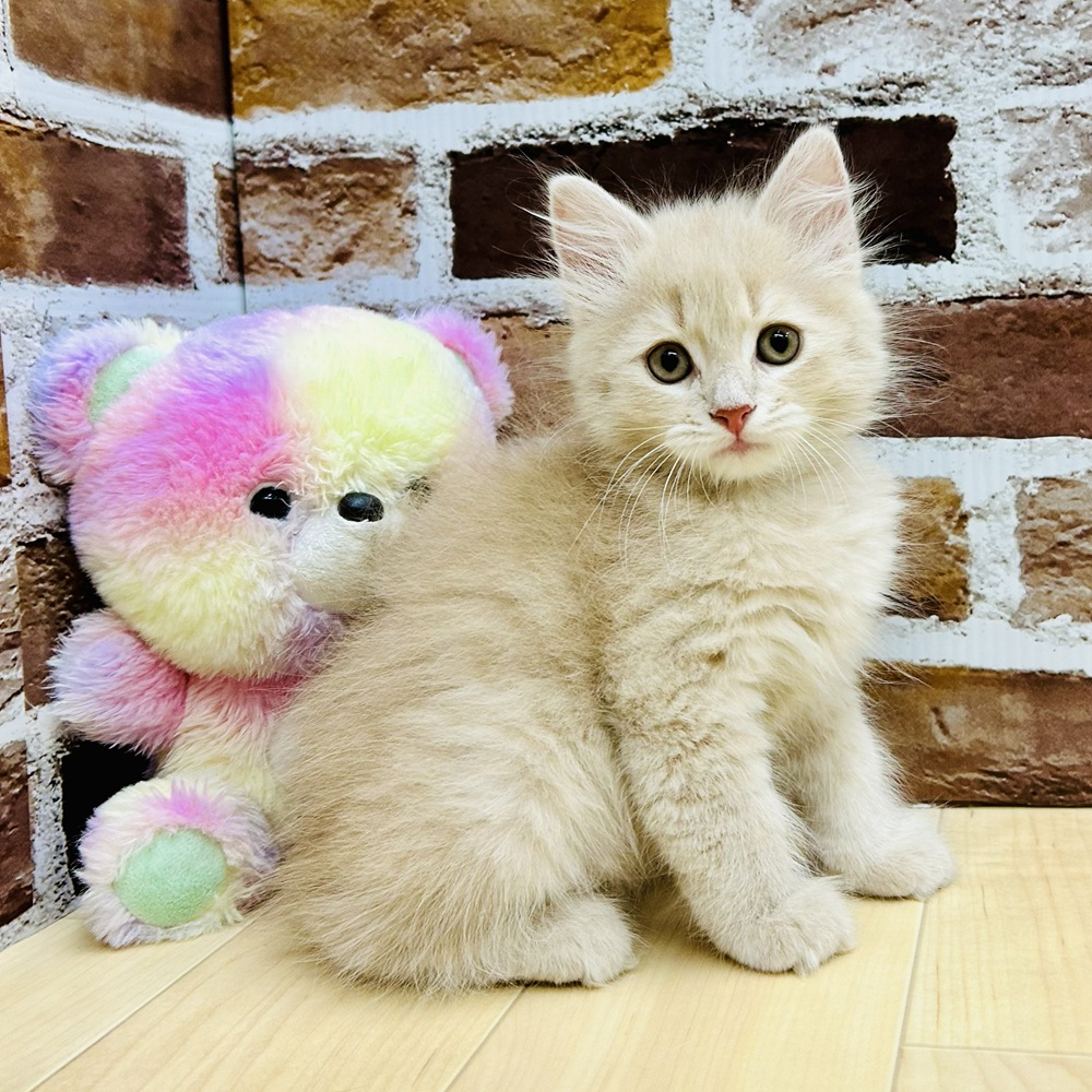 愛知県のサイベリアン (犬の家＆猫の里七宝店/2025年9月11日生まれ/男の子/クリームタビー)の子猫の3枚目の画像