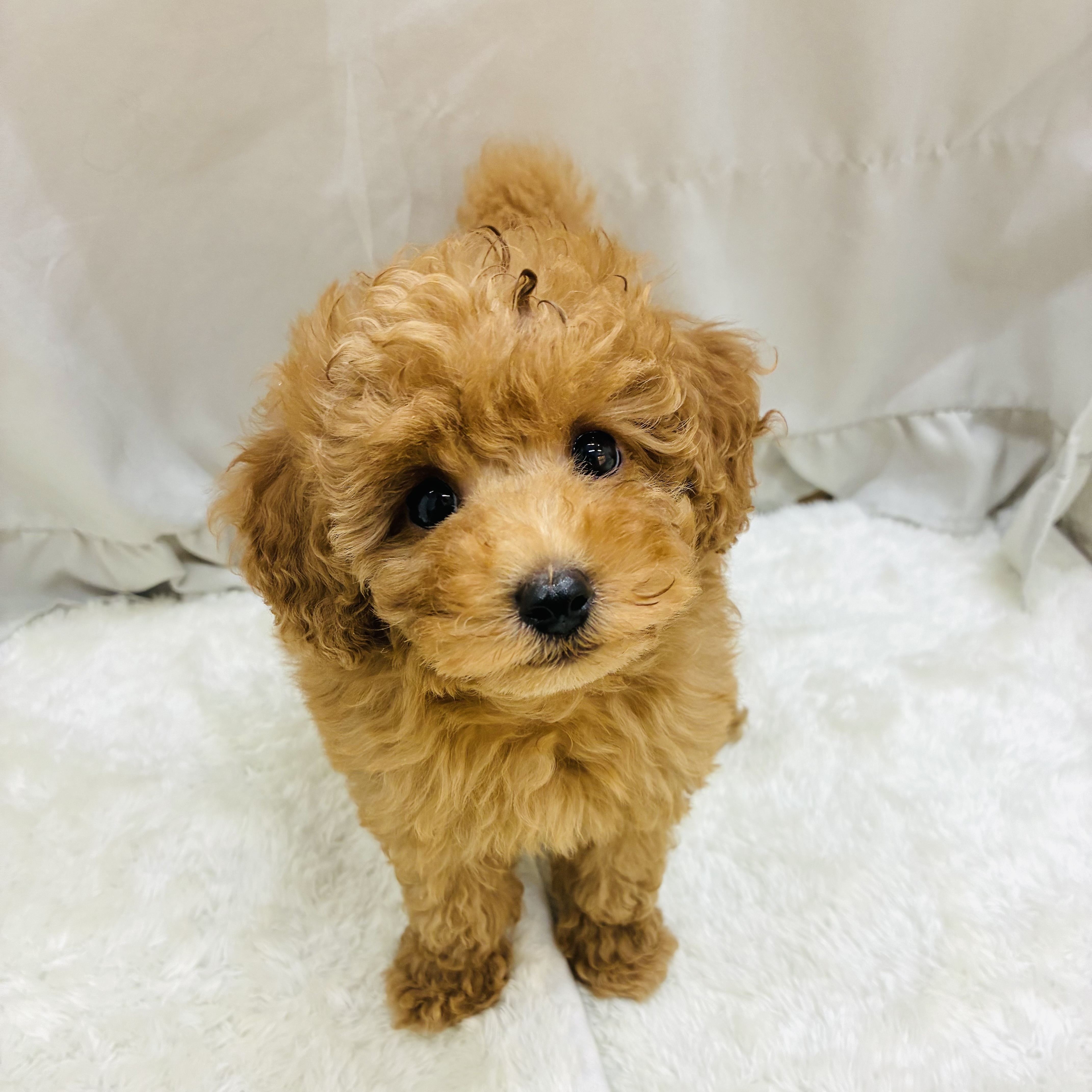 愛知県のトイプードル(トイ) (犬の家＆猫の里アミーゴ神の倉店/2025年9月14日生まれ/男の子/レッド)の子犬の3枚目の画像