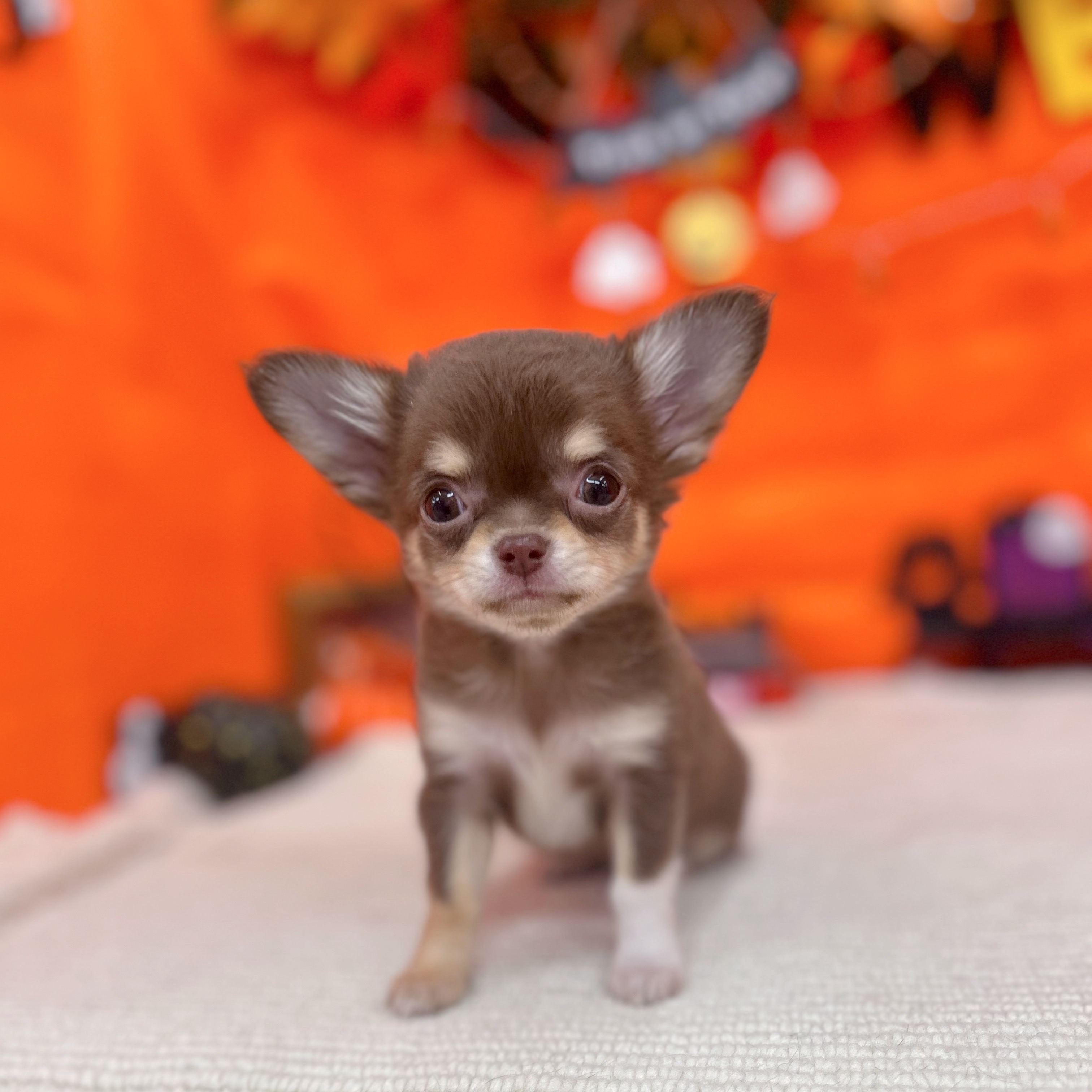 岐阜県のチワワ(ロング) (犬の家＆猫の里岐南店/2025年9月9日生まれ/女の子/チョコレートクリームホワイト)の子犬の3枚目の画像