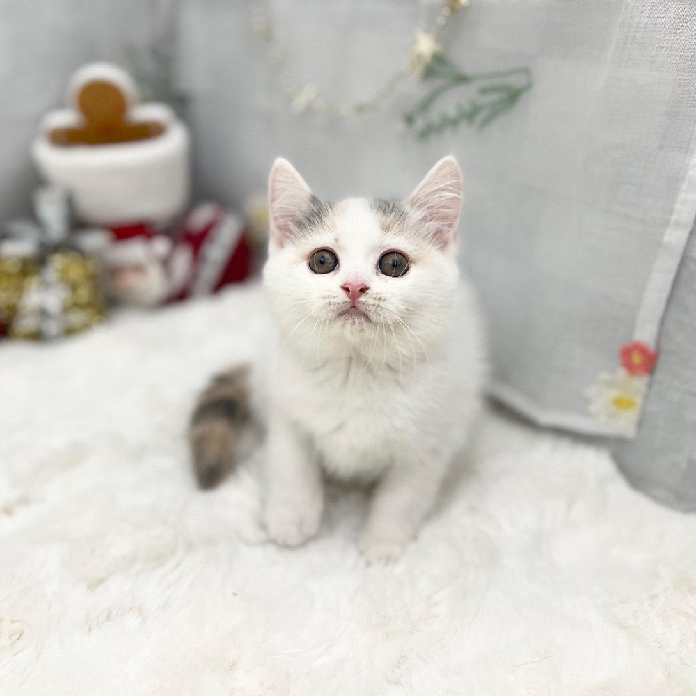 静岡県のマンチカン (犬の家＆猫の里MEGAドン・キホーテ袋井店/2025年9月4日生まれ/女の子/ダイリュートキャリコ)の子猫の3枚目の画像