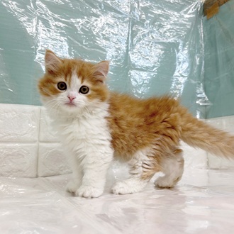 静岡県のスコティッシュストレート (犬の家＆猫の里マークイズ静岡店/2025年9月13日生まれ/男の子/レッドタビーホワイト)の子猫の3枚目の画像