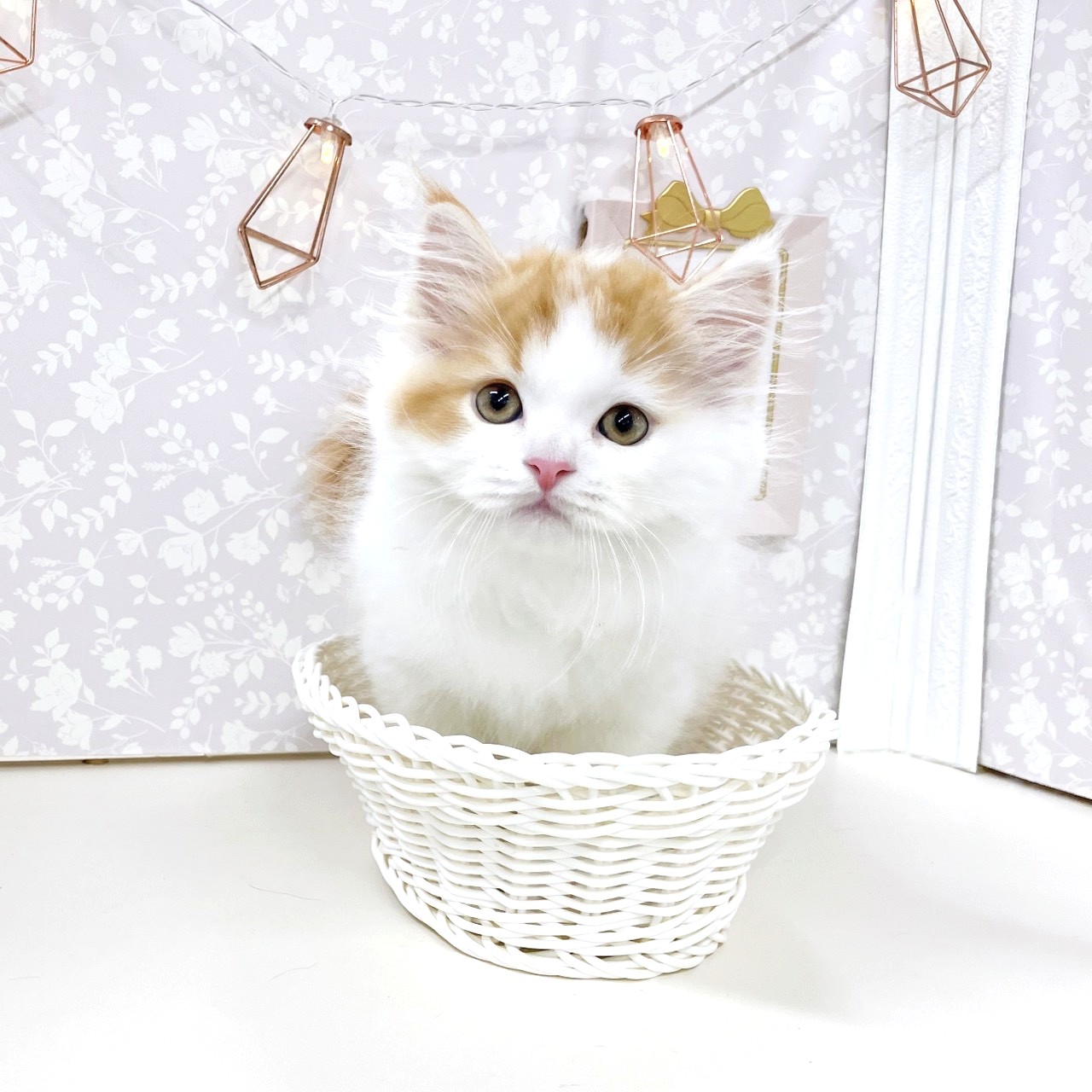 富山県のスコティッシュストレート (犬の家＆猫の里アミーゴ高岡蓮花寺店/2025年9月13日生まれ/男の子/レッドタビーホワイト)の子猫の3枚目の画像