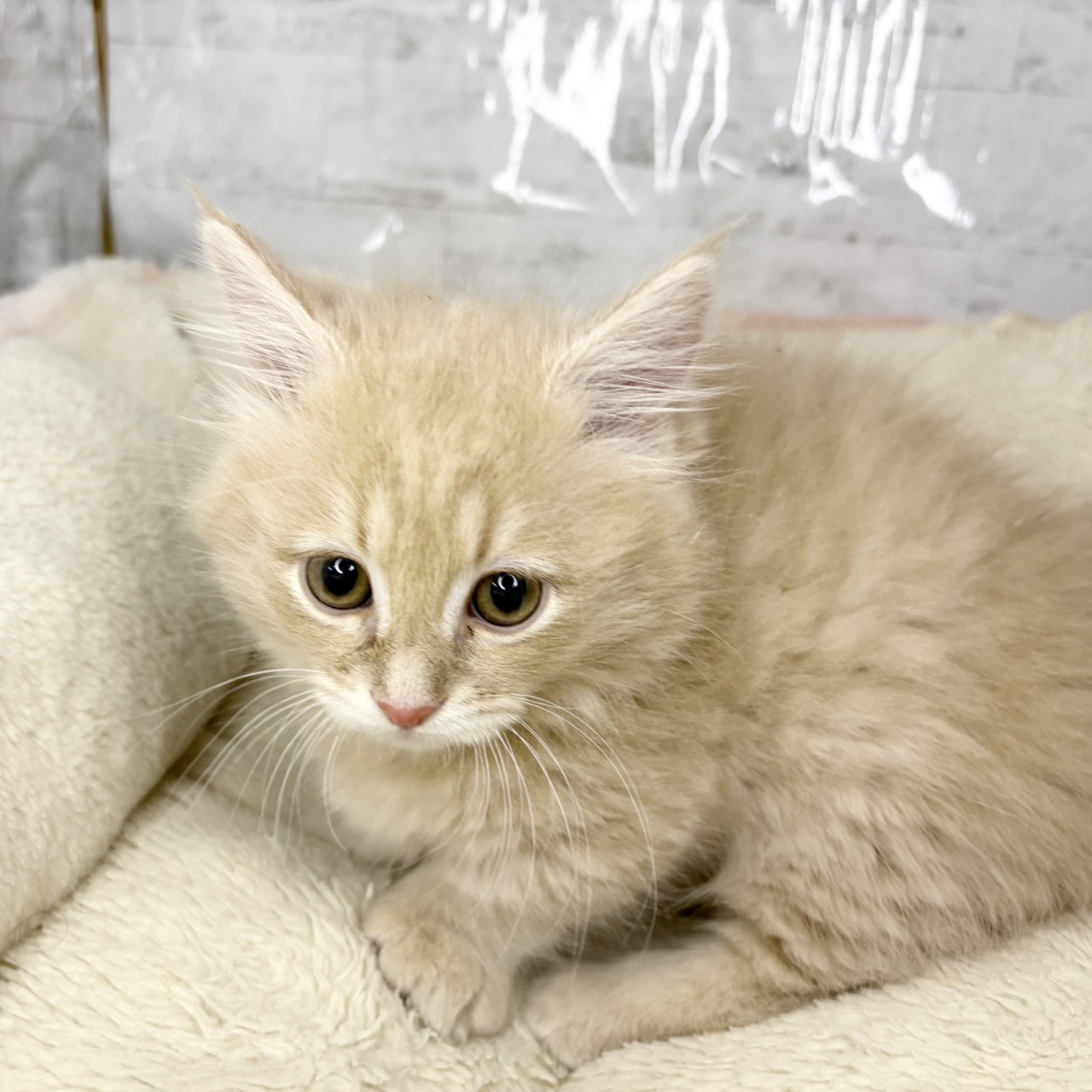 長野県のマンチカン (犬の家＆猫の里塩尻店/2025年9月12日生まれ/男の子/クリームタビー)の子猫の3枚目の画像