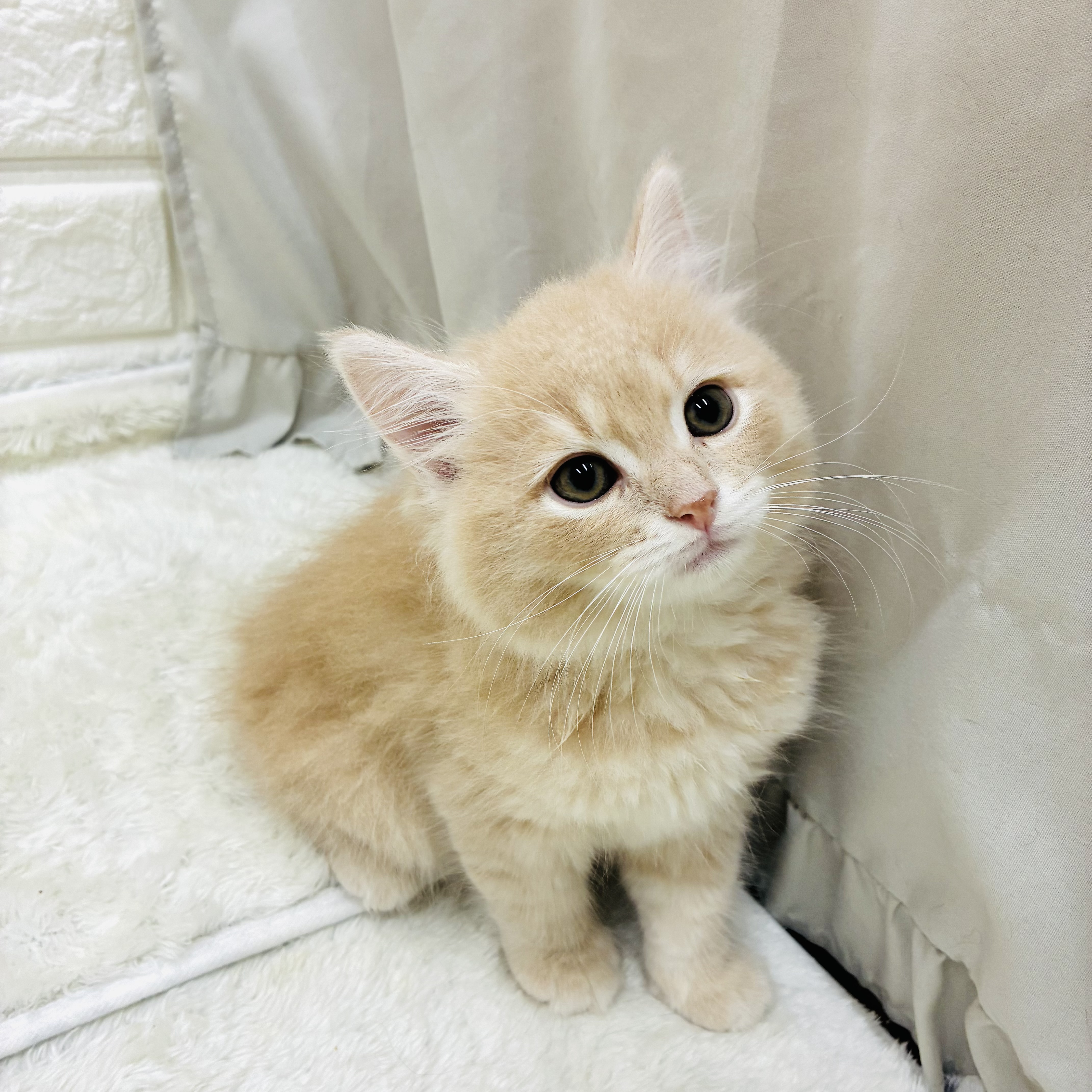 愛知県のマンチカン (犬の家＆猫の里アミーゴ神の倉店/2025年9月12日生まれ/男の子/クリームタビー)の子猫の3枚目の画像