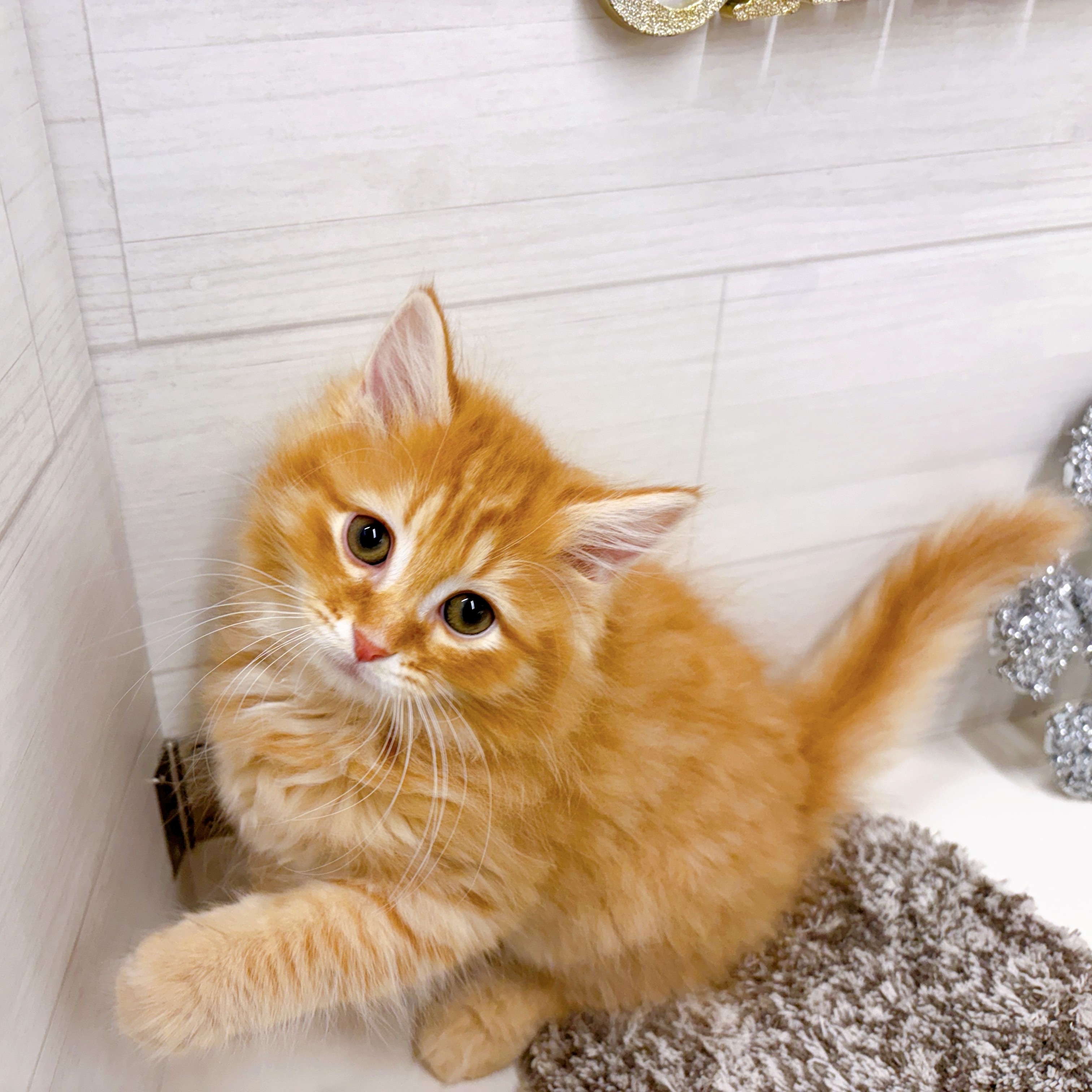 石川県のマンチカン (犬の家＆猫の里アミーゴ金沢おこばた店/2025年9月12日生まれ/男の子/レッドタビー)の子猫の3枚目の画像