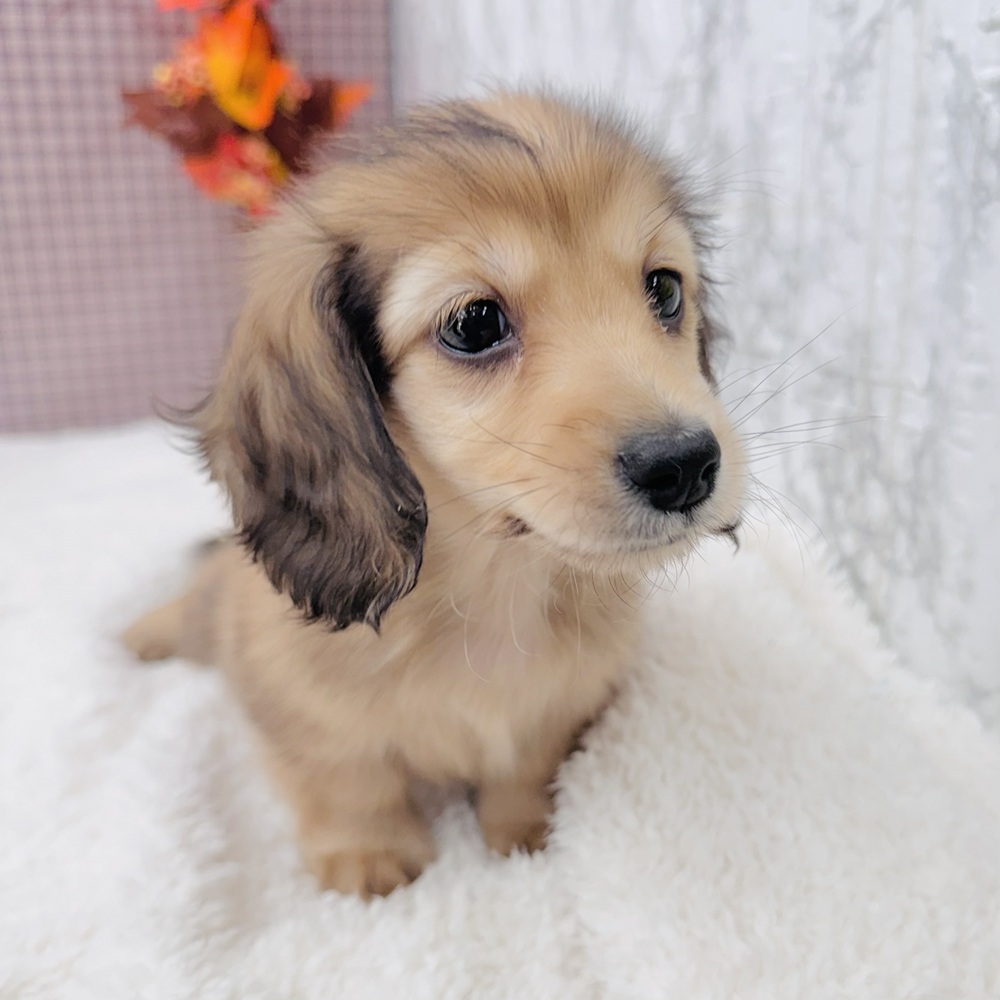 愛知県のカニンヘンダックスフンド(ロング) (犬の家＆猫の里エアポートウォーク店/2025年9月6日生まれ/女の子/シェーデットイエロー)の子犬の3枚目の画像