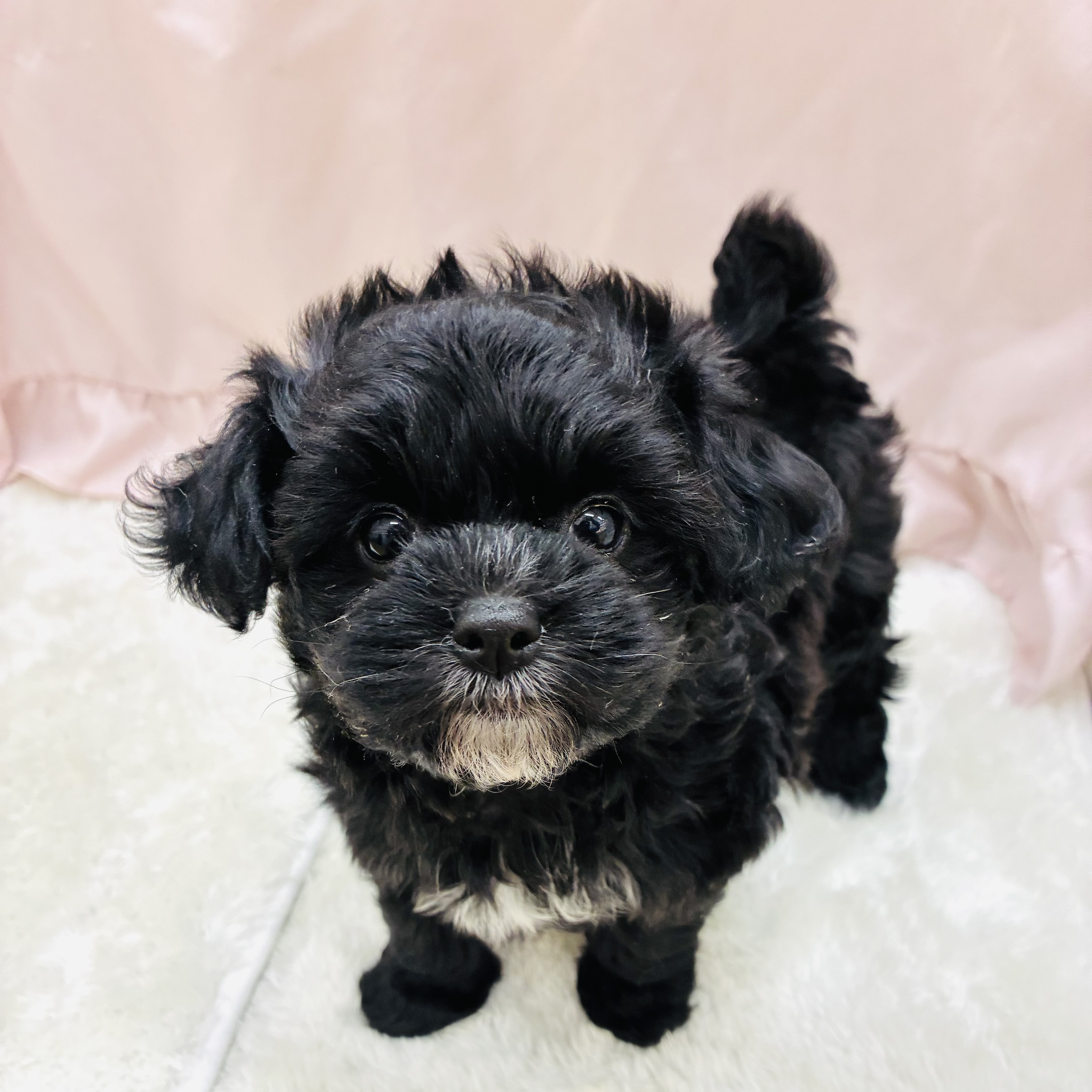 愛知県のチワプー/プーチー(チワワ×プードル) (犬の家＆猫の里アミーゴ神の倉店/2025年9月10日生まれ/女の子/ブラックホワイト)の子犬の1枚目の画像