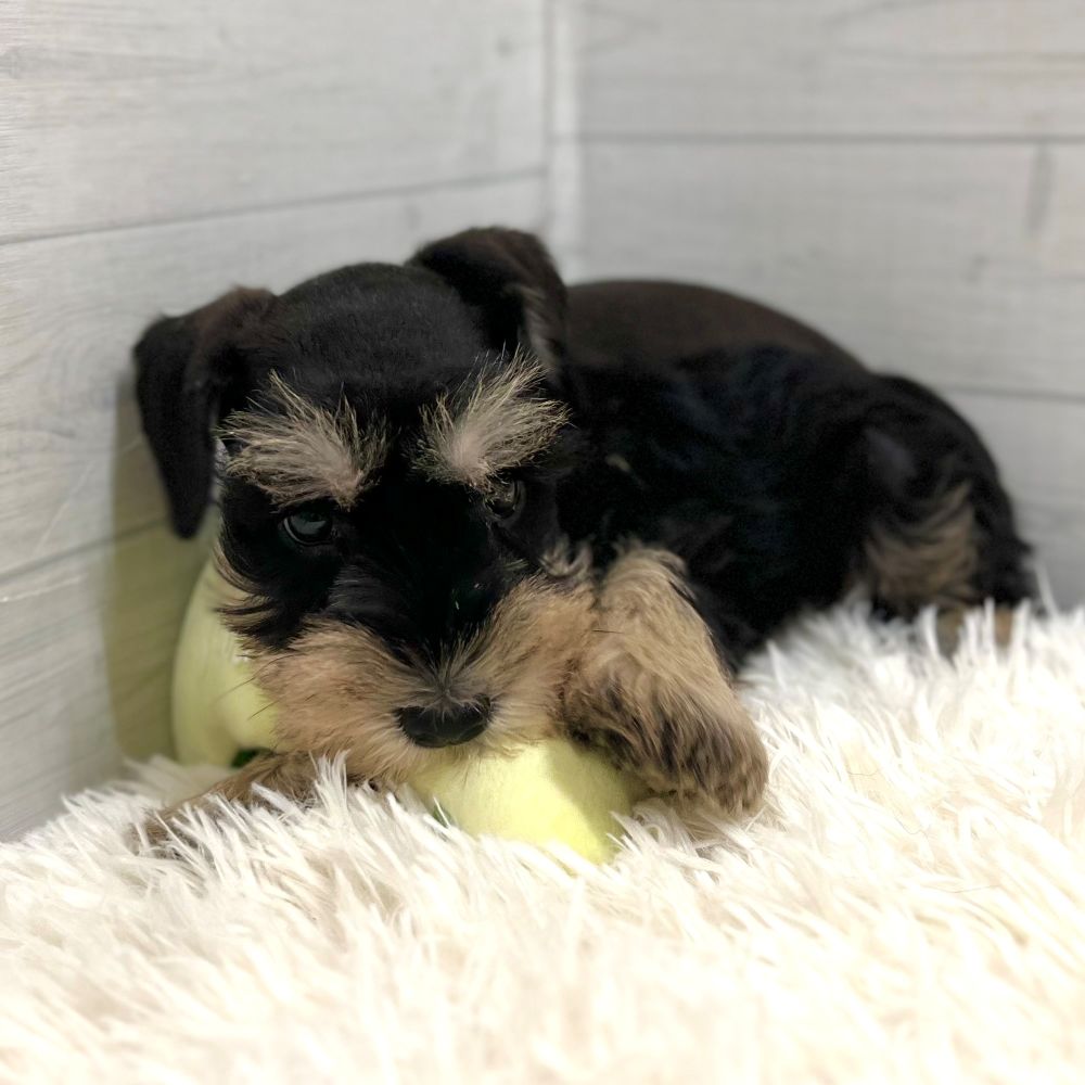 愛知県のミニチュアシュナウザー (犬の家＆猫の里豊田店/2025年9月13日生まれ/男の子/ブラックシルバー)の子犬の3枚目の画像