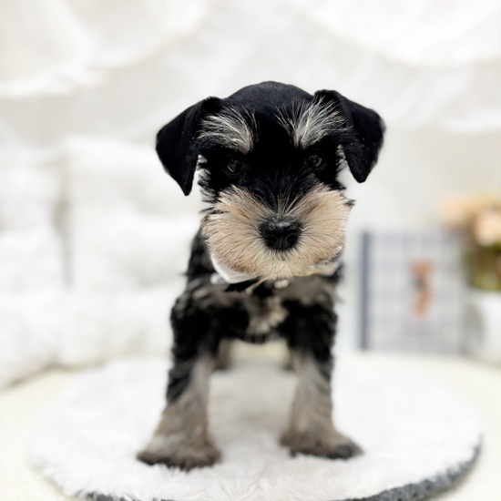 岐阜県のミニチュアシュナウザー (犬の家＆猫の里カラフルタウン岐阜店/2025年9月13日生まれ/女の子/ブラックシルバー)の子犬の3枚目の画像