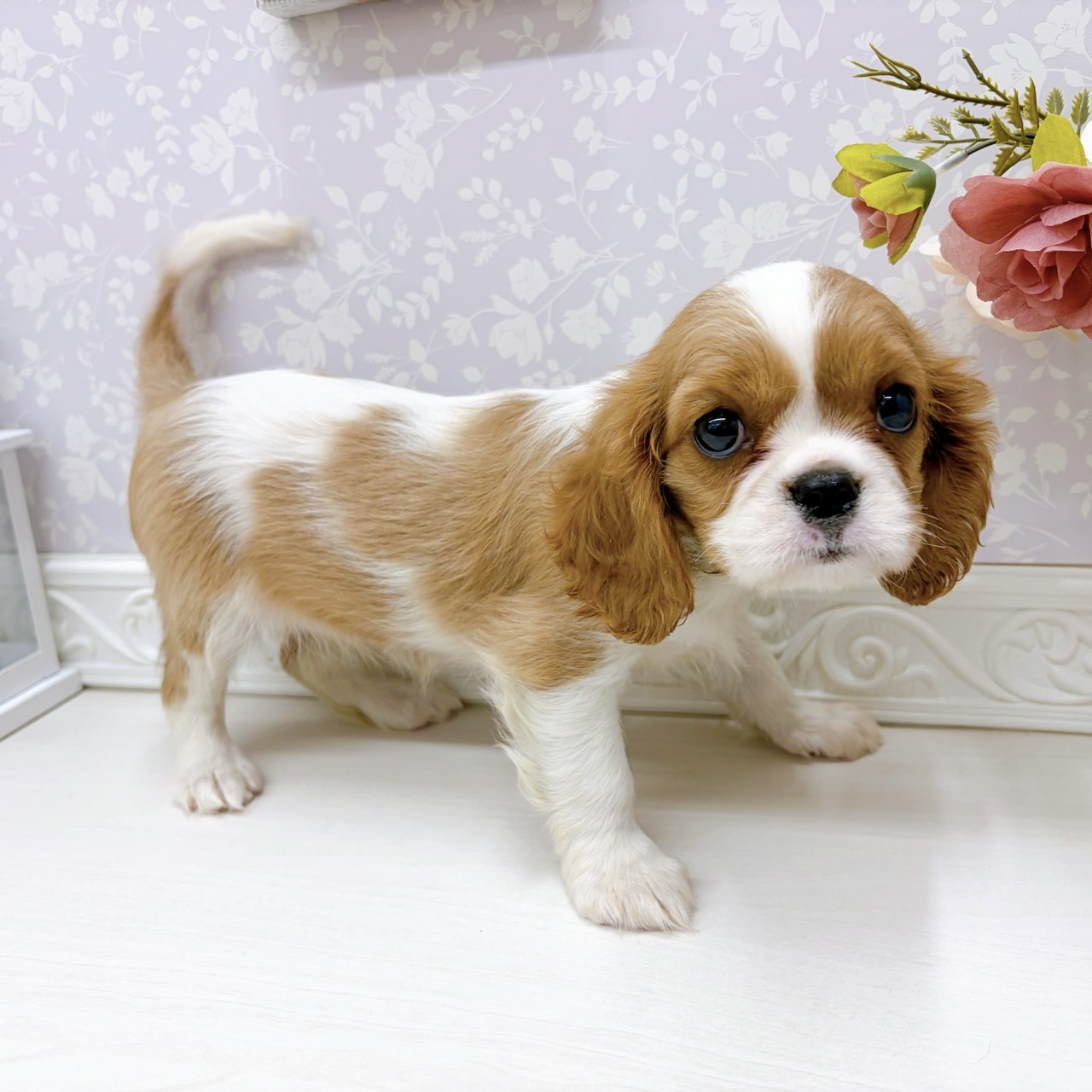富山県のキャバリアキングチャールズスパニエル (犬の家＆猫の里アミーゴ山室店/2025年9月12日生まれ/女の子/ブレンハイム)の子犬の3枚目の画像