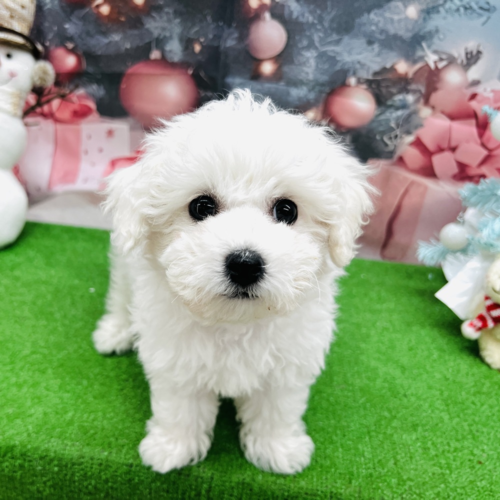 愛知県のビションフリーゼ (犬の家＆猫の里名古屋天白店/2025年9月7日生まれ/男の子/ホワイト)の子犬の3枚目の画像