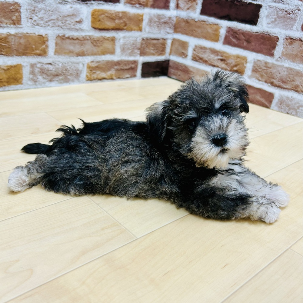 愛知県のハーフ犬・ミックス犬 (犬の家＆猫の里七宝店/2025年9月15日生まれ/女の子/ソルトペッパー)の子犬の3枚目の画像