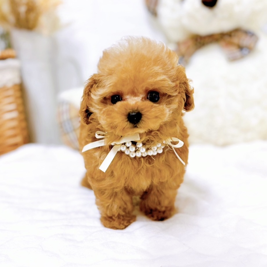 滋賀県のトイプードル(ティーカップ) (犬の家＆猫の里近江八幡店/2025年9月4日生まれ/女の子/レッド)の子犬の3枚目の画像