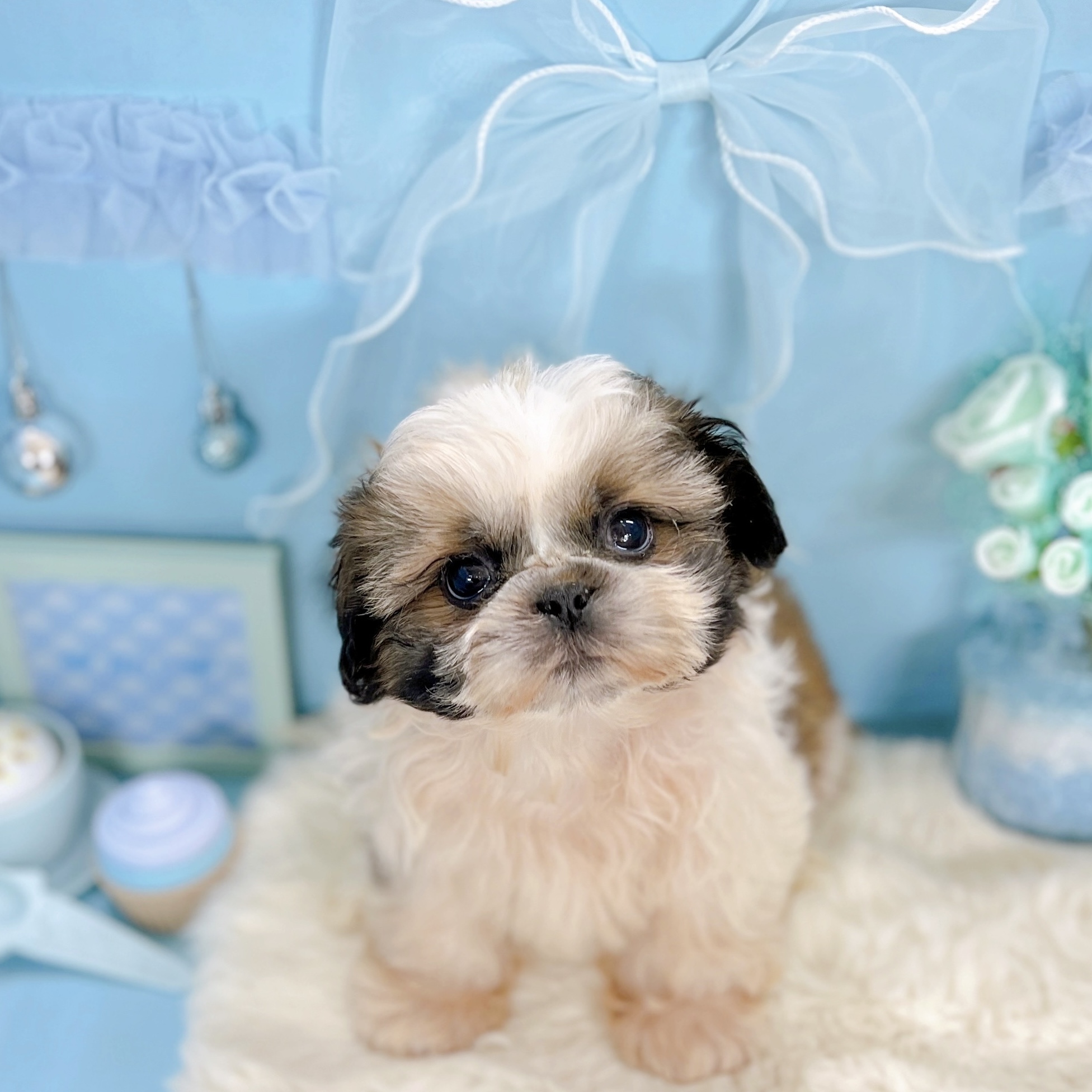 福井県のシーズー (犬の家＆猫の里アミーゴ福井大和田店/2025年9月16日生まれ/男の子/ホワイトゴールド)の子犬の1枚目の画像