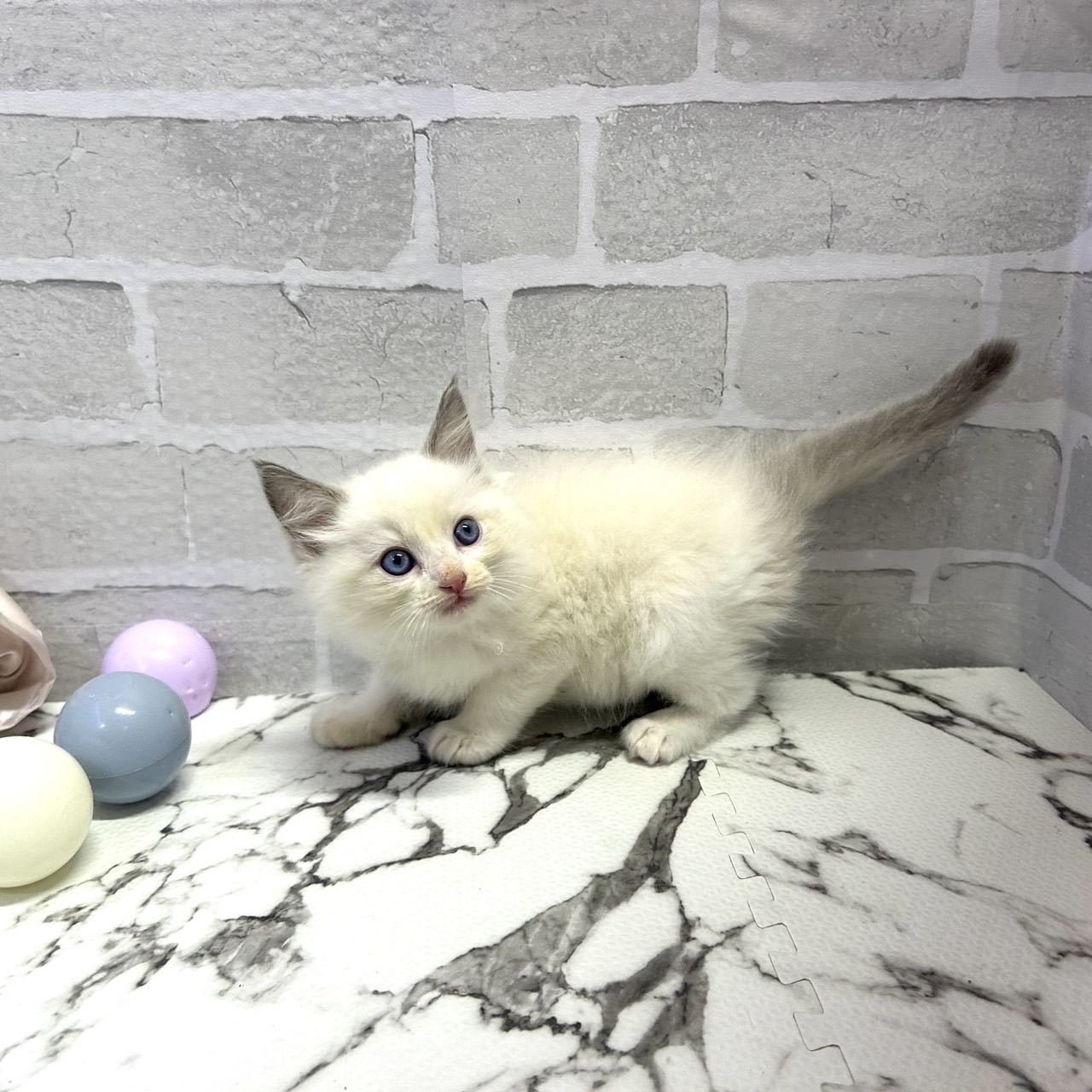 愛知県のラグドール (犬の家＆猫の里岡崎店/2025年9月16日生まれ/男の子/ブルーポイントバイカラー)の子猫の3枚目の画像