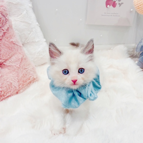 福井県のラグドール (犬の家＆猫の里福井店/2025年9月16日生まれ/男の子/ブルーポイントバイカラー)の子猫