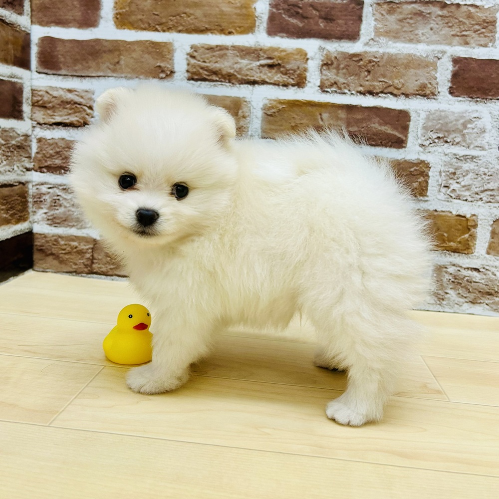 愛知県のポメラニアン (犬の家＆猫の里七宝店/2025年9月14日生まれ/男の子/ホワイト)の子犬の3枚目の画像