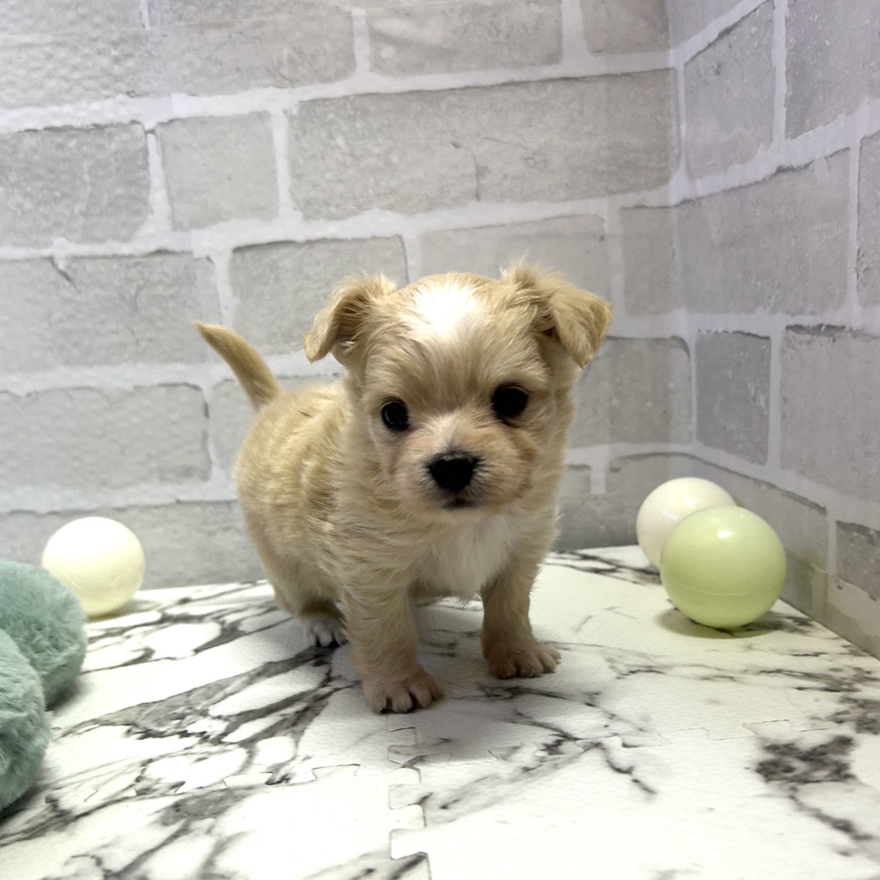愛知県のチワマル/マルチワ(チワワ×マルチーズ) (犬の家＆猫の里岡崎店/2025年9月15日生まれ/女の子/クリーム)の子犬の3枚目の画像