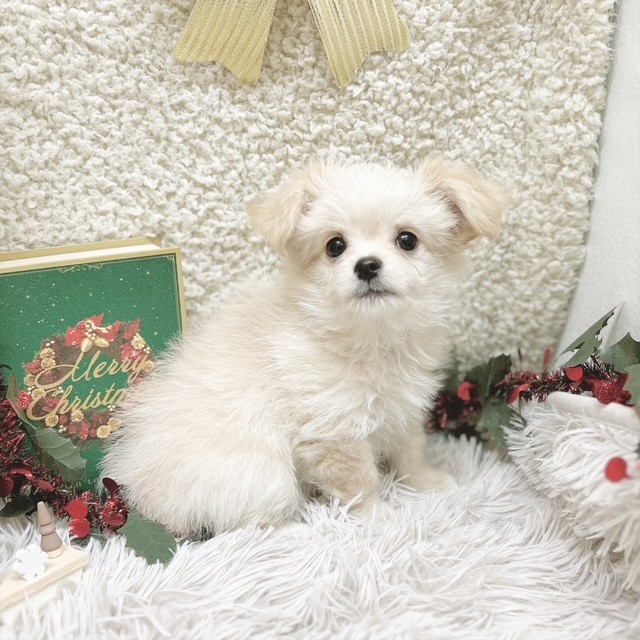 静岡県のチワマル/マルチワ(チワワ×マルチーズ) (犬の家＆猫の里藤枝店/2025年9月15日生まれ/女の子/クリーム)の子犬の3枚目の画像