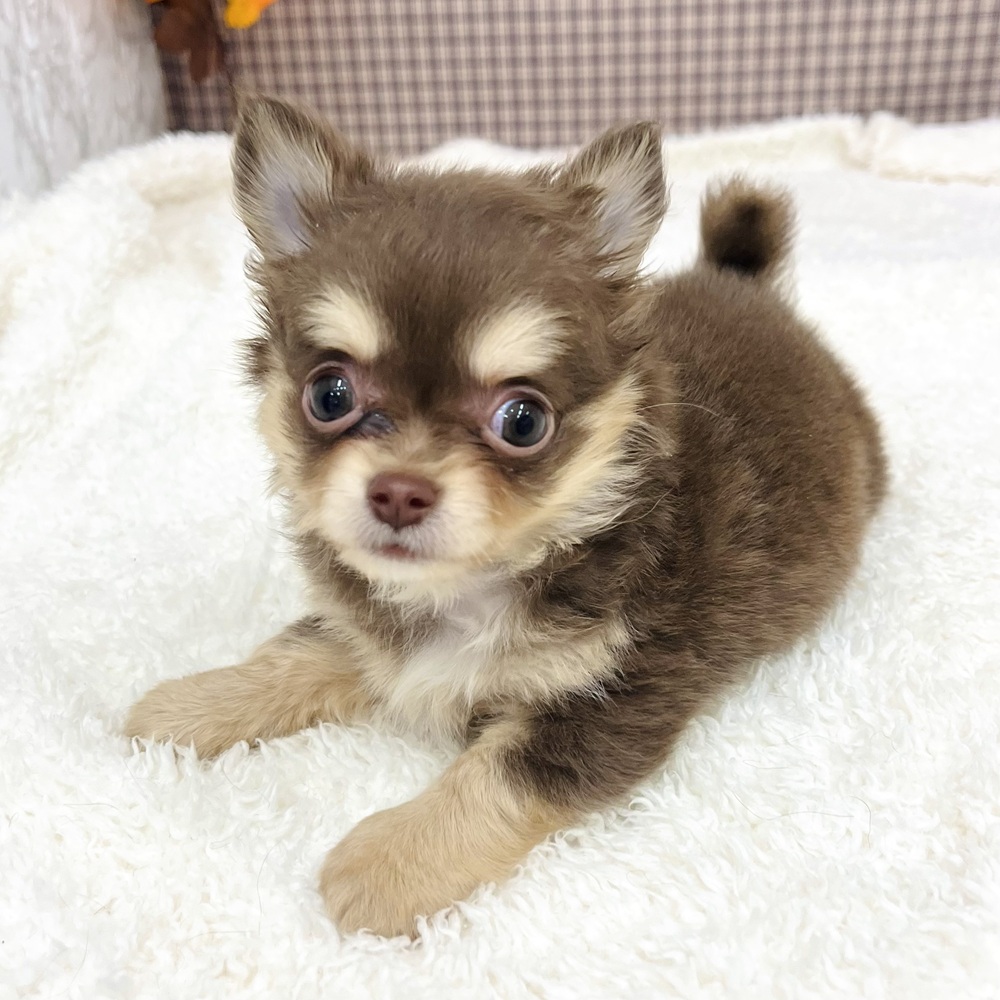 愛知県のチワワ(ロング) (犬の家＆猫の里エアポートウォーク店/2025年9月14日生まれ/男の子/チョコレートタンホワイト)の子犬の3枚目の画像