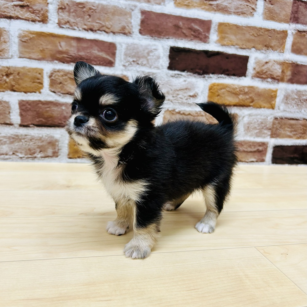 愛知県のチワワ(ロング) (犬の家＆猫の里七宝店/2025年9月15日生まれ/男の子/ブラックタンホワイト)の子犬の3枚目の画像