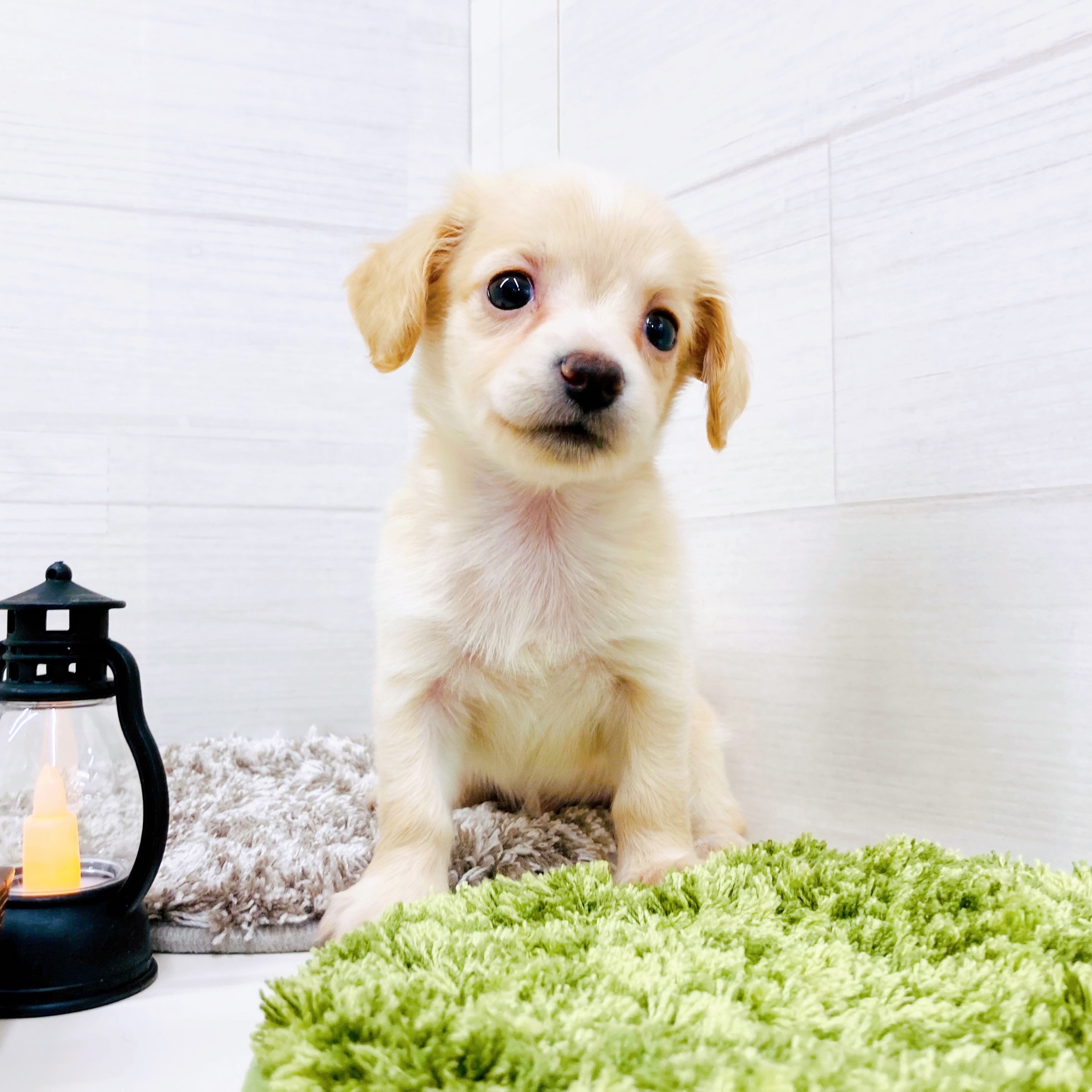 石川県のチワックス(チワワ×ダックス) (犬の家＆猫の里アミーゴ金沢おこばた店/2025年9月16日生まれ/男の子/イエロー)の子犬の3枚目の画像