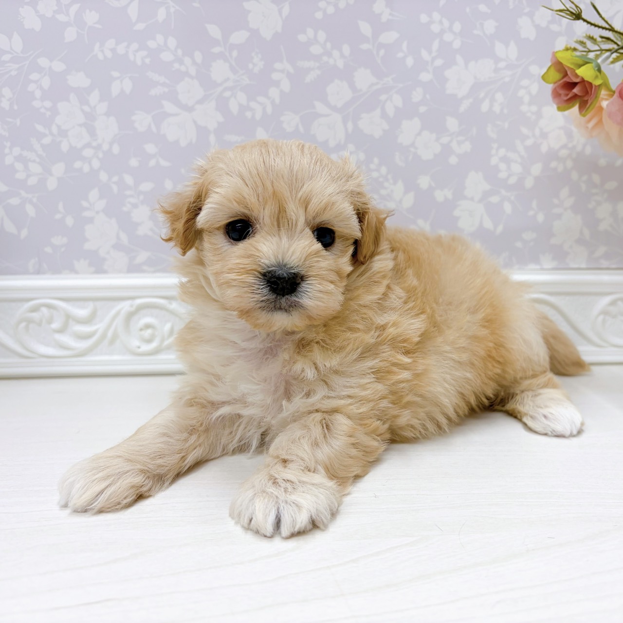 富山県のマルプー(マルチーズ×プードル) (犬の家＆猫の里アミーゴ山室店/2025年9月13日生まれ/女の子/アプリコット)の子犬の3枚目の画像