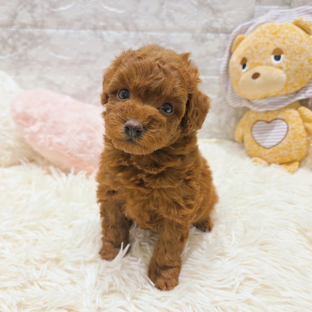 愛知県のトイプードル(トイ) (犬の家＆猫の里MiO香久山店/2025年9月15日生まれ/女の子/レッド)の子犬の3枚目の画像