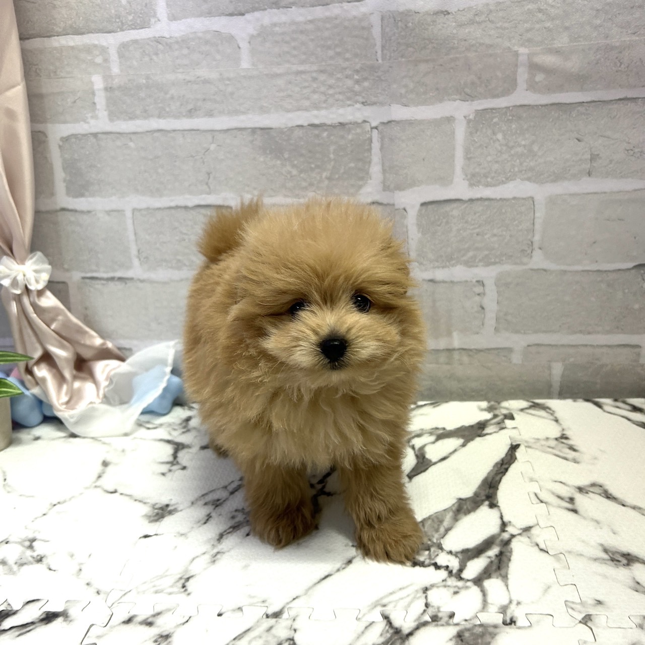 愛知県のポメプー(ポメラニアン×プードル) (犬の家＆猫の里岡崎店/2025年9月14日生まれ/男の子/アプリコット)の子犬の3枚目の画像