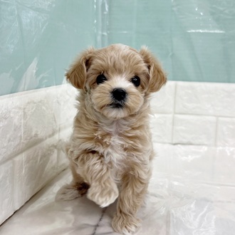 静岡県のマルプー(マルチーズ×プードル) (犬の家＆猫の里マークイズ静岡店/2025年9月14日生まれ/女の子/アプリコット)の子犬の1枚目の画像