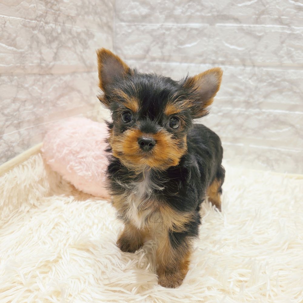 愛知県のヨークシャーテリア (犬の家＆猫の里MiO香久山店/2025年9月14日生まれ/男の子/スチールブルータン)の子犬の3枚目の画像