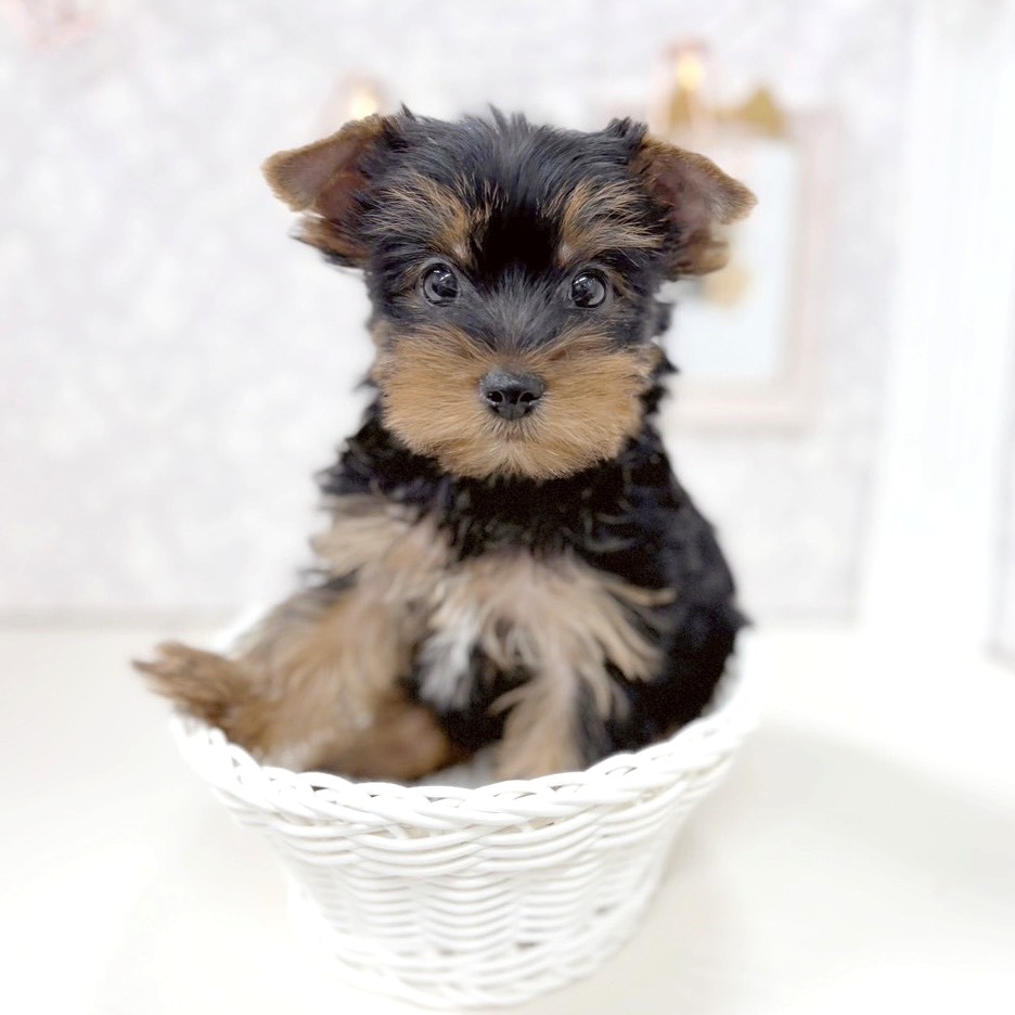 富山県のヨークシャーテリア (犬の家＆猫の里アミーゴ高岡蓮花寺店/2025年9月14日生まれ/男の子/スチールブルータン)の子犬の3枚目の画像