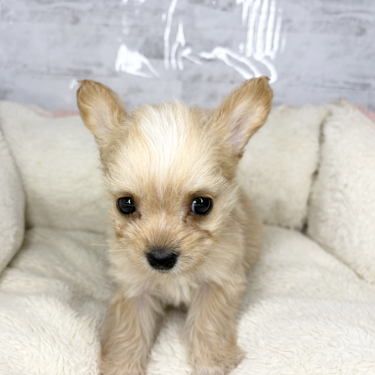 長野県のチワプー/プーチー(チワワ×プードル) (犬の家＆猫の里塩尻店/2025年9月14日生まれ/男の子/アプリコット)の子犬の3枚目の画像