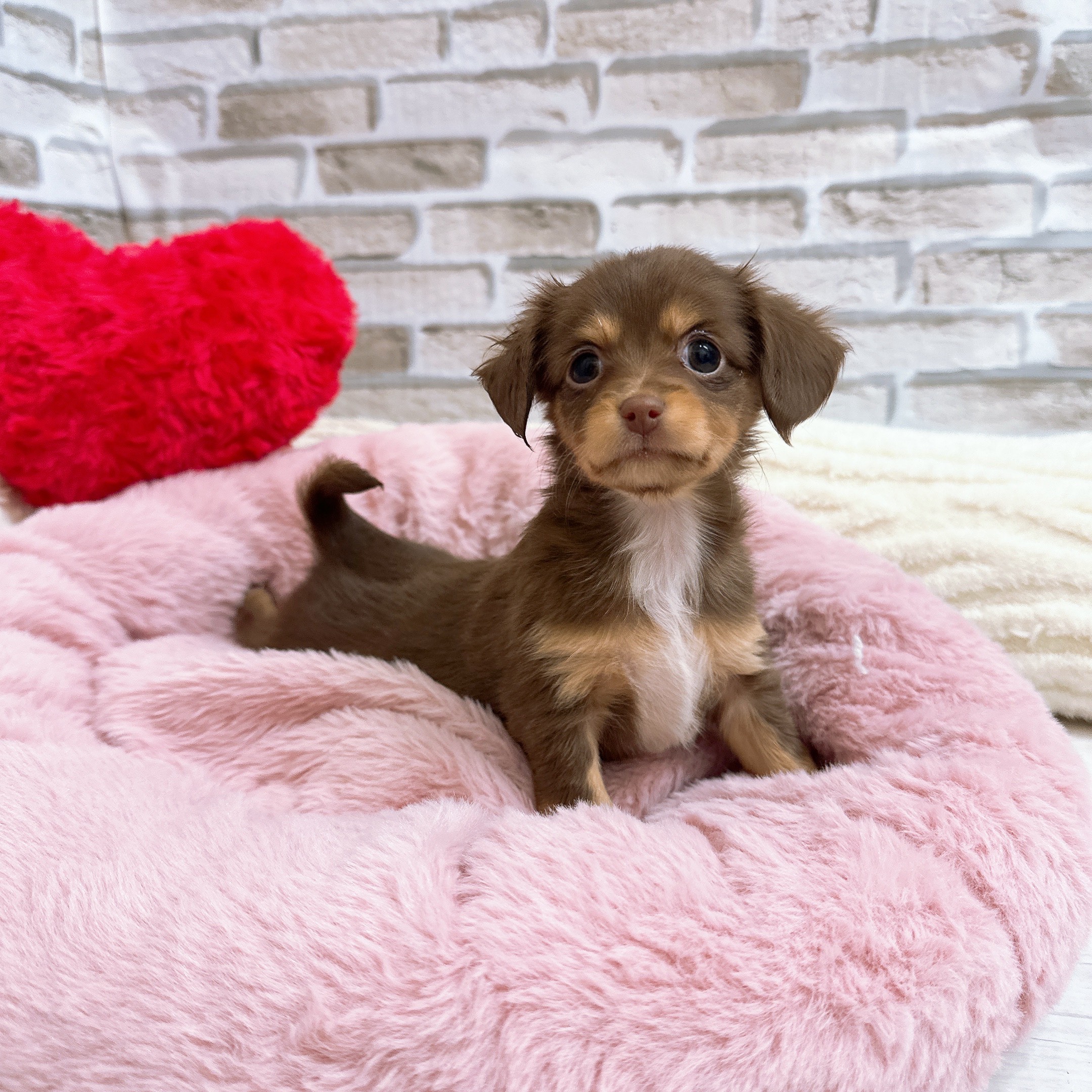 神奈川県のチワックス(チワワ×ダックス) (犬の家＆猫の里モザイクモール港北店/2025年9月15日生まれ/女の子/チョコレートタン)の子犬