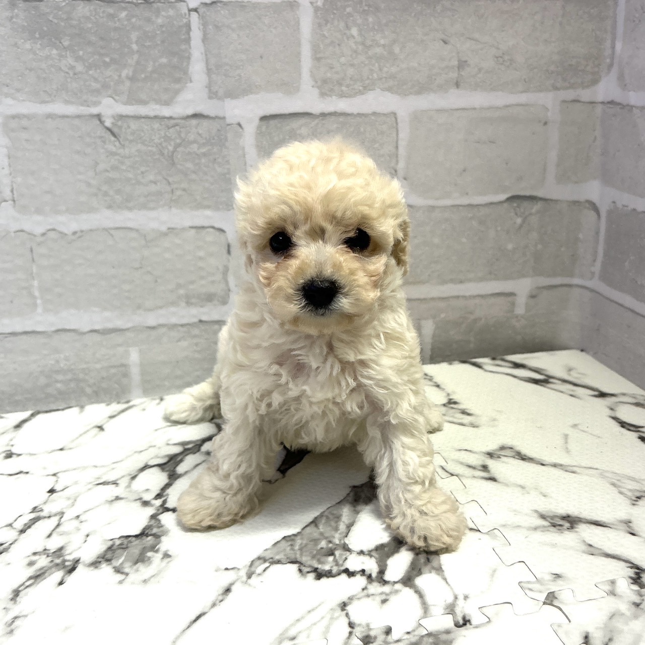 愛知県のビションプー(ビションフリーゼ×プードル) (犬の家＆猫の里岡崎店/2025年9月14日生まれ/女の子/クリーム)の子犬の3枚目の画像