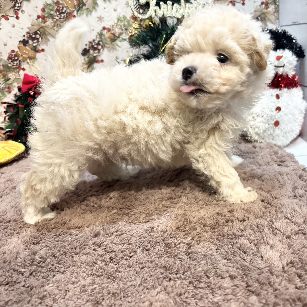 長野県のマルプー(マルチーズ×プードル) (犬の家＆猫の里カインズ梓川店/2025年9月15日生まれ/男の子/クリーム)の子犬の3枚目の画像