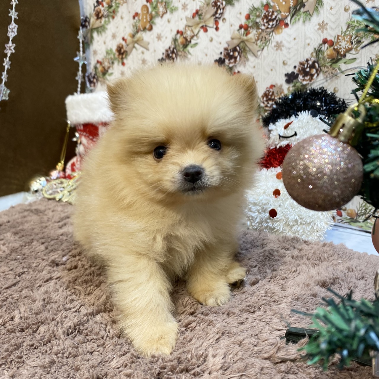 長野県のポメラニアン (犬の家＆猫の里カインズ梓川店/2025年9月15日生まれ/男の子/オレンジ)の子犬の1枚目の画像