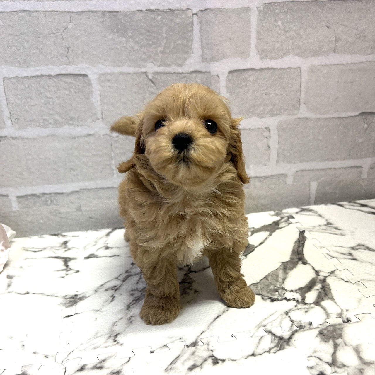 愛知県のマルプー(マルチーズ×プードル) (犬の家＆猫の里岡崎店/2025年9月15日生まれ/男の子/クリーム)の子犬の3枚目の画像