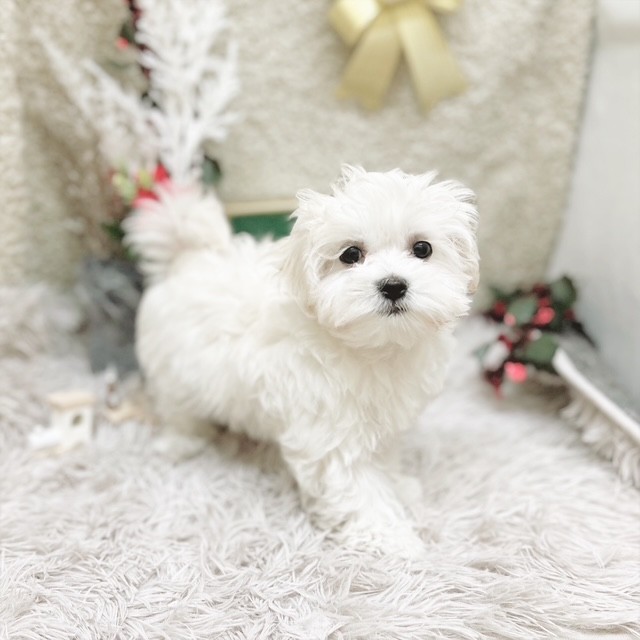 静岡県のマルチーズ (犬の家＆猫の里藤枝店/2025年9月13日生まれ/女の子/ホワイト)の子犬の3枚目の画像